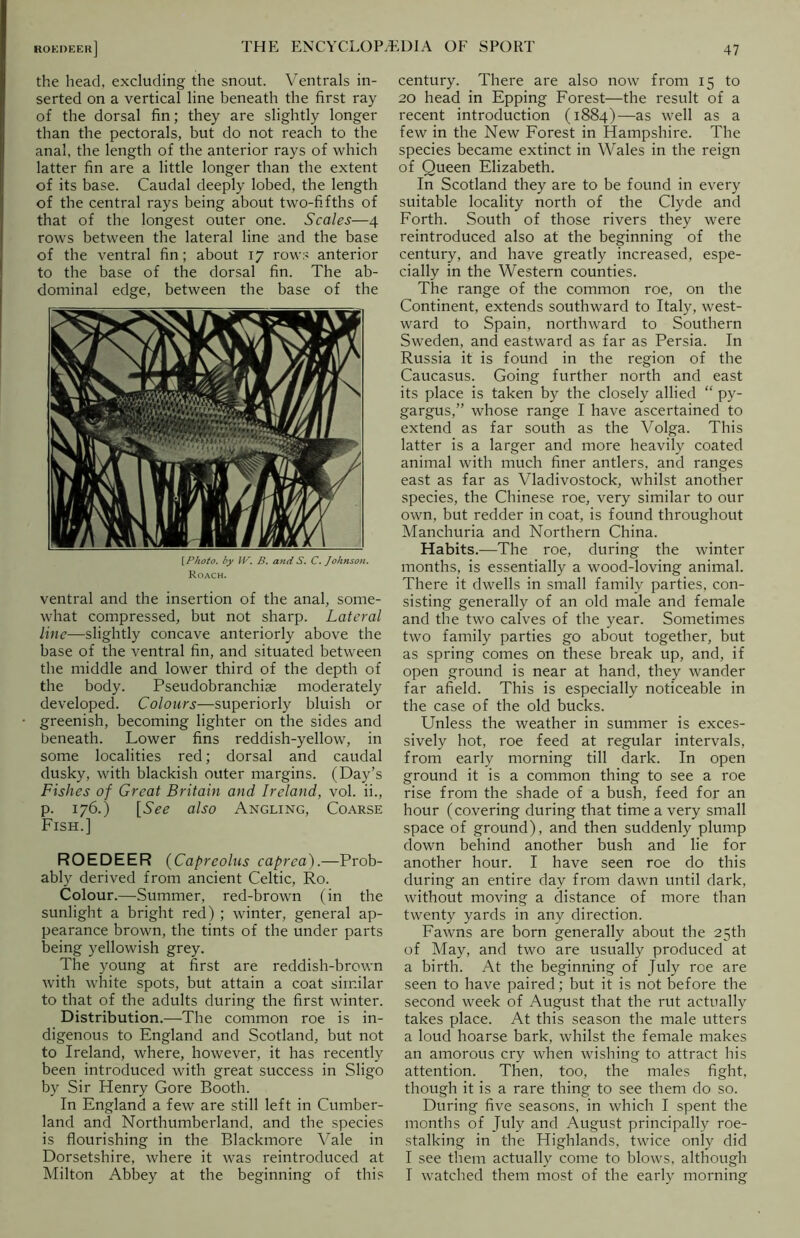 the head, excluding the snout. Ventrals in- serted on a vertical line beneath the first ray of the dorsal fin; they are slightly longer than the pectorals, but do not reach to the anal, the length of the anterior rays of which latter fin are a little longer than the extent of its base. Caudal deeply lobed, the length of the central rays being about two-fifths of that of the longest outer one. Scales—4 rows between the lateral line and the base of the ventral fin; about 17 rows anterior to the base of the dorsal fin. The ab- dominal edge, between the base of the {Photo, by IV. B. and S. C. Johnson. Roach. ventral and the insertion of the anal, some- what compressed, but not sharp. Lateral line—slightly concave anteriorly above the base of the ventral fin, and situated between the middle and lower third of the depth of the body. Pseudobranchiae moderately developed. Colours—superiorly bluish or greenish, becoming lighter on the sides and beneath. Lower fins reddish-yellow, in some localities red; dorsal and caudal dusky, with blackish outer margins. (Day’s Fishes of Great Britain and Ireland, vol. ii., p. 176.) [See also Angling, Coarse Fish.] ROEDEER (Capreolus caprea).—Prob- ably derived from ancient Celtic, Ro. Colour.—Summer, red-brown (in the sunlight a bright red) ; winter, general ap- pearance brown, the tints of the under parts being yellowish grey. The young at first are reddish-brown with white spots, but attain a coat similar to that of the adults during the first winter. Distribution.—The common roe is in- digenous to England and Scotland, but not to Ireland, where, however, it has recently been introduced with great success in Sligo by Sir Henry Gore Booth. In England a few are still left in Cumber- land and Northumberland, and the species is flourishing in the Blackmore Vale in Dorsetshire, where it was reintroduced at Milton Abbey at the beginning of this century. There are also now from 15 to 20 head in Epping Forest—the result of a recent introduction (1884)—as well as a few in the New Forest in Hampshire. The species became extinct in Wales in the reign of Queen Elizabeth. In Scotland they are to be found in every suitable locality north of the Clyde and Forth. South of those rivers they were reintroduced also at the beginning of the century, and have greatly increased, espe- cially in the Western counties. The range of the common roe, on the Continent, extends southward to Italy, west- ward to Spain, northward to Southern Sweden, and eastward as far as Persia. In Russia it is found in the region of the Caucasus. Going further north and east its place is taken by the closely allied “ py- gargus,” whose range I have ascertained to extend as far south as the Volga. This latter is a larger and more heavily coated animal with much finer antlers, and ranges east as far as Vladivostock, whilst another species, the Chinese roe, very similar to our own, but redder in coat, is found throughout Manchuria and Northern China. Habits.—The roe, during the winter months, is essentially a wood-loving animal. There it dwells in small family parties, con- sisting generally of an old male and female and the two calves of the year. Sometimes two family parties go about together, but as spring comes on these break up, and, if open ground is near at hand, they wander far afield. This is especially noticeable in the case of the old bucks. Unless the weather in summer is exces- sively hot, roe feed at regular intervals, from early morning till dark. In open ground it is a common thing to see a roe rise from the shade of a bush, feed for an hour (covering during that time a very small space of ground), and then suddenly plump down behind another bush and lie for another hour. I have seen roe do this during an entire day from dawn until dark, without moving a distance of more than twenty yards in any direction. Fawns are born generally about the 25th of May, and two are usually produced at a birth. At the beginning of July roe are seen to have paired; but it is not before the second week of August that the rut actually takes place. At this season the male utters a loud hoarse bark, whilst the female makes an amorous cry when wishing to attract his attention. Then, too, the males fight, though it is a rare thing to see them do so. During five seasons, in which I spent the months of July and August principally roe- stalking in the Highlands, twice only did I see them actually come to blows, although I watched them most of the early morning
