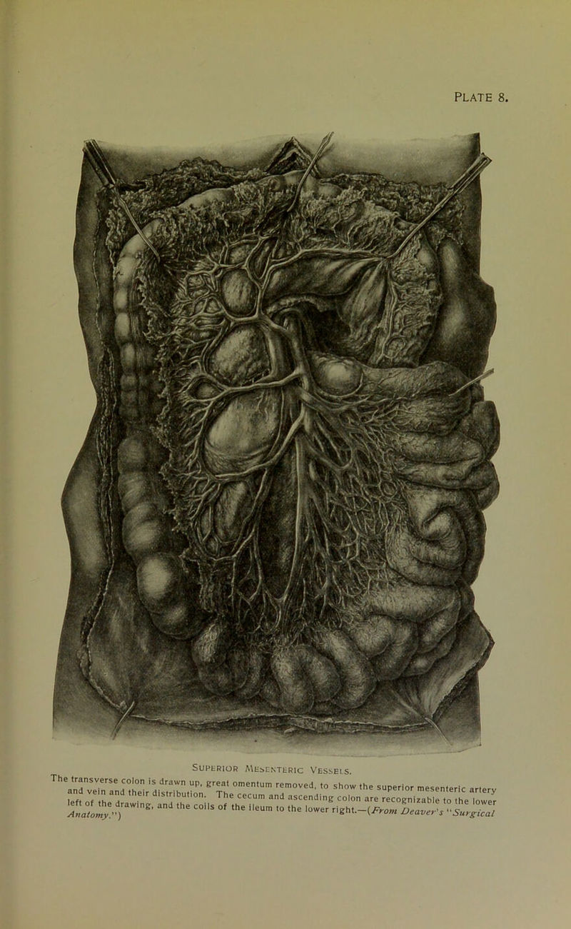 superior Mesenteric Vesseis. The transverse color, is drawn up, great omentum removed, to show the superior mesenteric arterv in: eir dis,7brion-The cecum anj ««»■* are rLsn-zzTLTz Anatomy.) “ C°S °' ‘he eUm '° the lower ''^.-(From leaver's Surgical