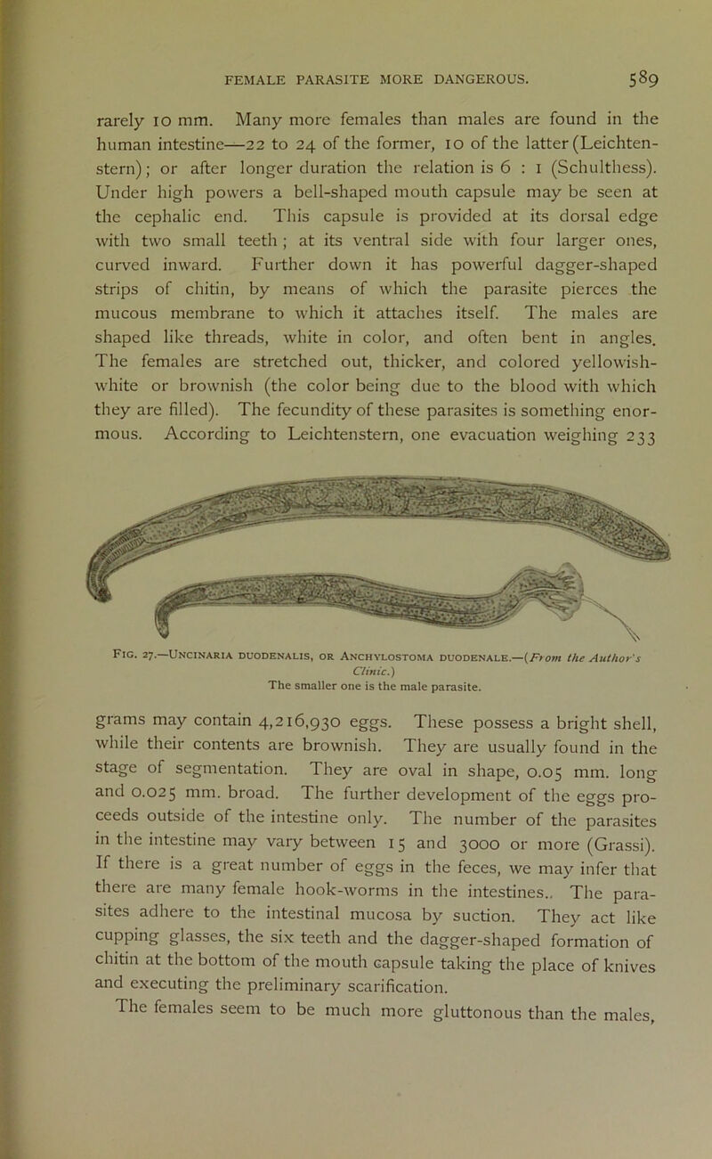 rarely 10 mm. Many more females than males are found in the human intestine—22 to 24 of the former, 10 of the latter (Leichten- stern); or after longer duration the relation is 6 : 1 (Schulthess). Under high powers a bell-shaped mouth capsule may be seen at the cephalic end. This capsule is provided at its dorsal edge with two small teeth ; at its ventral side with four larger ones, curved inward. Further down it has powerful dagger-shaped strips of chitin, by means of which the parasite pierces the mucous membrane to which it attaches itself. The males are shaped like threads, white in color, and often bent in angles. The females are stretched out, thicker, and colored yellowish- white or brownish (the color being due to the blood with which they are filled). The fecundity of these parasites is something enor- mous. According to Leichtenstern, one evacuation weighing 233 Fig. 27.—Uncinaria duodenalis, or Anchylostoma duodenale.—(From the Author's Clinic.) The smaller one is the male parasite. grams may contain 4,216,930 eggs. These possess a bright shell, while their contents are brownish. They are usually found in the stage of segmentation. They are oval in shape, 0.05 mm. long and 0.025 mm. broad. The further development of the eggs pro- ceeds outside of the intestine only. The number of the parasites in the intestine may vary between 15 and 3000 or more (Grassi). If there is a great number of eggs in the feces, we may infer that there are many female hook-worms in the intestines.. The para- sites adhere to the intestinal mucosa by suction. They act like cupping glasses, the six teeth and the dagger-shaped formation of chitin at the bottom of the mouth capsule taking the place of knives and executing the preliminary scarification. The females seem to be much more gluttonous than the males