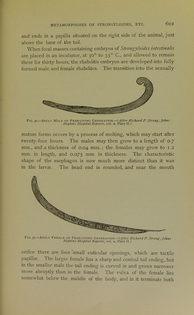 and ends in a papilla situated on the right side of the animal, just above the base of the tail. When fecal masses containing embryos of Stro?igyloides intestinalis are placed in an incubator, at 30° to 350 C., and allowed to remain there for thirty hours, the rhabditis embryos are developed into fully formed male and female rhabdites. The transition into the sexually Fig. 30.—Adult Male of Free-living Generation.—(After Richard P. Strong, Johns Hopkins Hospital Reports, vol. x, Plate II.) mature forms occurs by a process of molting, which may start after twenty-four hours. The males may then grow to a length of 0.7 mm., and a thickness of 0.04 mm.; the females may grow to 1.2 mm. in length, and 0.075 mm- in thickness. The characteristic shape of the esophagus is now much more distinct than it was in the larvae. The head end is rounded, and near the mouth Fig. 31.—Adult Female of Free-living Generation.—(After Richard P. Strong, Johns Hopkins Hospital Reports, vol. x, Plate II.) orifice there are four ’small cuticular openings, which are tactile papillae. The larger female has a sharp and conical tail ending, but in the smaller male the tail ending is curved in and grows narrower more abruptly than in the female. The vulva of the female lies somewhat below the middle of the body, and in it terminate both