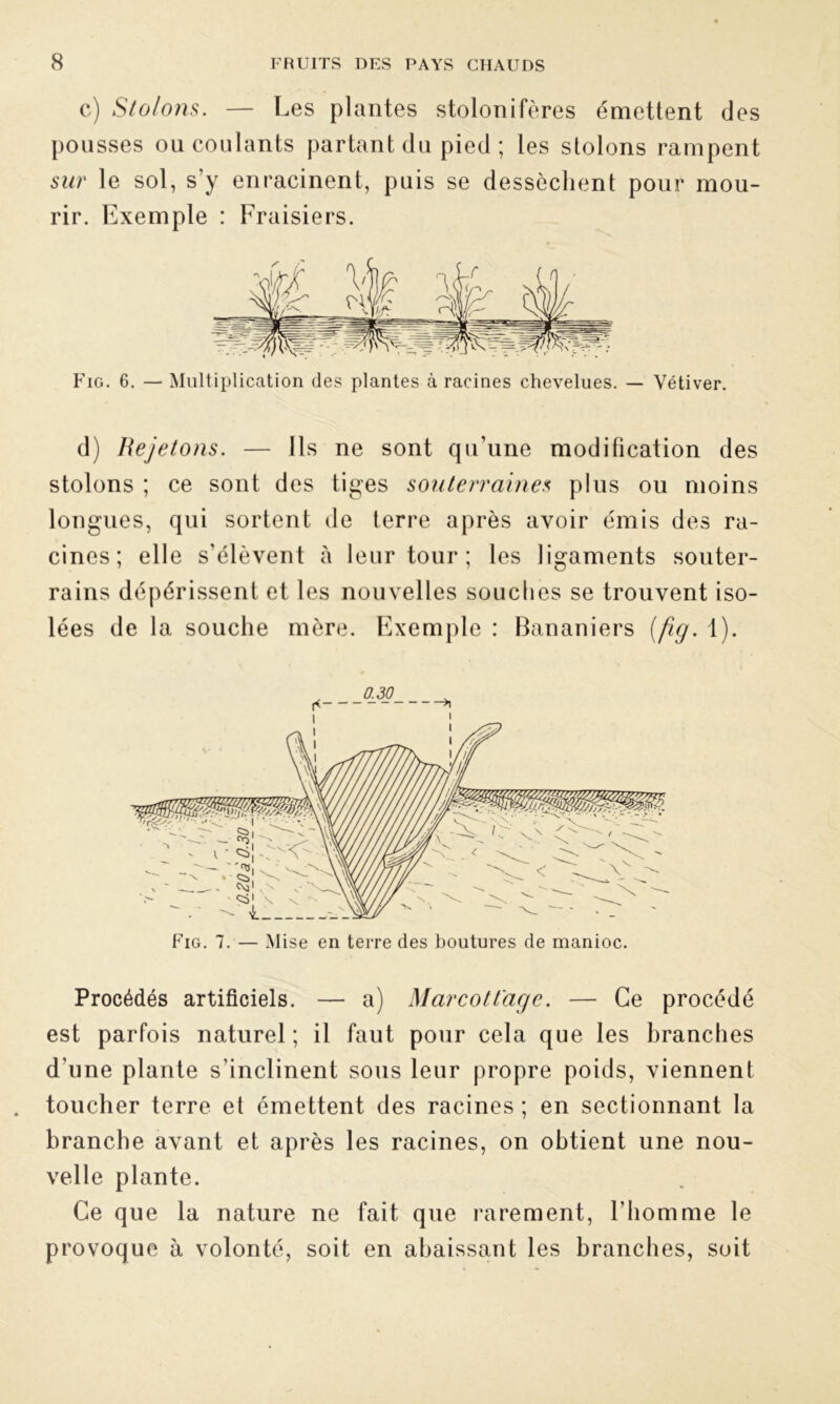 c) Stolons. — Les plantes stolonifères émettent des pousses ou coulants partant du pied ; les stolons rampent sur le sol, s’y enracinent, puis se dessèchent pour mou- rir. Exemple : Fraisiers. Fig. 6. — Multiplication des plantes à racines chevelues. — Vétiver. d) Rejetons. — Ils ne sont qu’une modification des stolons ; ce sont des tiges souterraines plus ou moins longues, qui sortent de terre après avoir émis des ra- cines; elle s'élèvent à leur tour; les ligaments souter- rains dépérissent et les nouvelles souches se trouvent iso- lées de la souche mère. Exemple : Bananiers (fig. 1). 0.30 Fig. 7. — Mise en terre des boutures de manioc. Procédés artificiels. — a) Marcottage. — Ce procédé est parfois naturel; il faut pour cela que les branches d’une plante s’inclinent sous leur propre poids, viennent toucher terre et émettent des racines; en sectionnant la branche avant et après les racines, on obtient une nou- velle plante. Ce que la nature ne fait que rarement, l’homme le provoque à volonté, soit en abaissant les branches, soit