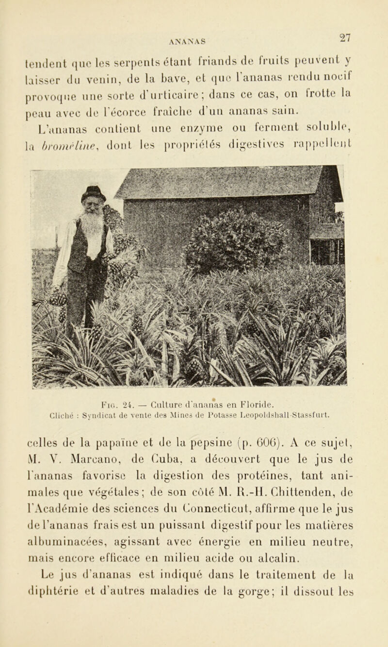 tendent que les serpents étant friands de fruits peuvent y laisser du venin, de la bave, et que 1 ananas rendu nocil provoque une sorte d’urticaire; dans ce cas, on frotte la peau avec de l’écorce fraiclie d’un ananas sain. L’ananas contient une enzyme ou ferment soluble, Fig. 24. — Culture d’ananas en Floride. Cliché : Syndicat de vente des Mines de Potasse Leopoldshall-Stassfurt. celles de la papaïne et de la pepsine (p. 606). À ce sujet, M. V. Mareano, de Cuba, a découvert que le jus de l'ananas favorise la digestion des protéines, tant ani- males que végétales; de son côté M. R.-H. Chittenden, de l’Académie des sciences du Connecticut, affirme que le jus de l’ananas frais est un puissant digestif pour les matières albuminacées, agissant avec énergie en milieu neutre, mais encore eflicace en milieu acide ou alcalin. Le jus d'ananas est indiqué dans le traitement de la diphtérie et d’autres maladies de la gorge; il dissout les