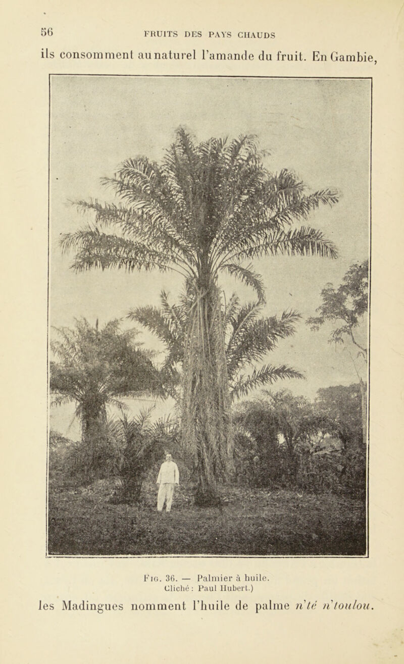 ils consomment aunaturel l’amande du fruit. En Gambie, Fig. 36. — Palmier à huile. Cliché: Paul Hubert.) les Madingues nomment l’huile de palme n té ntoulou.