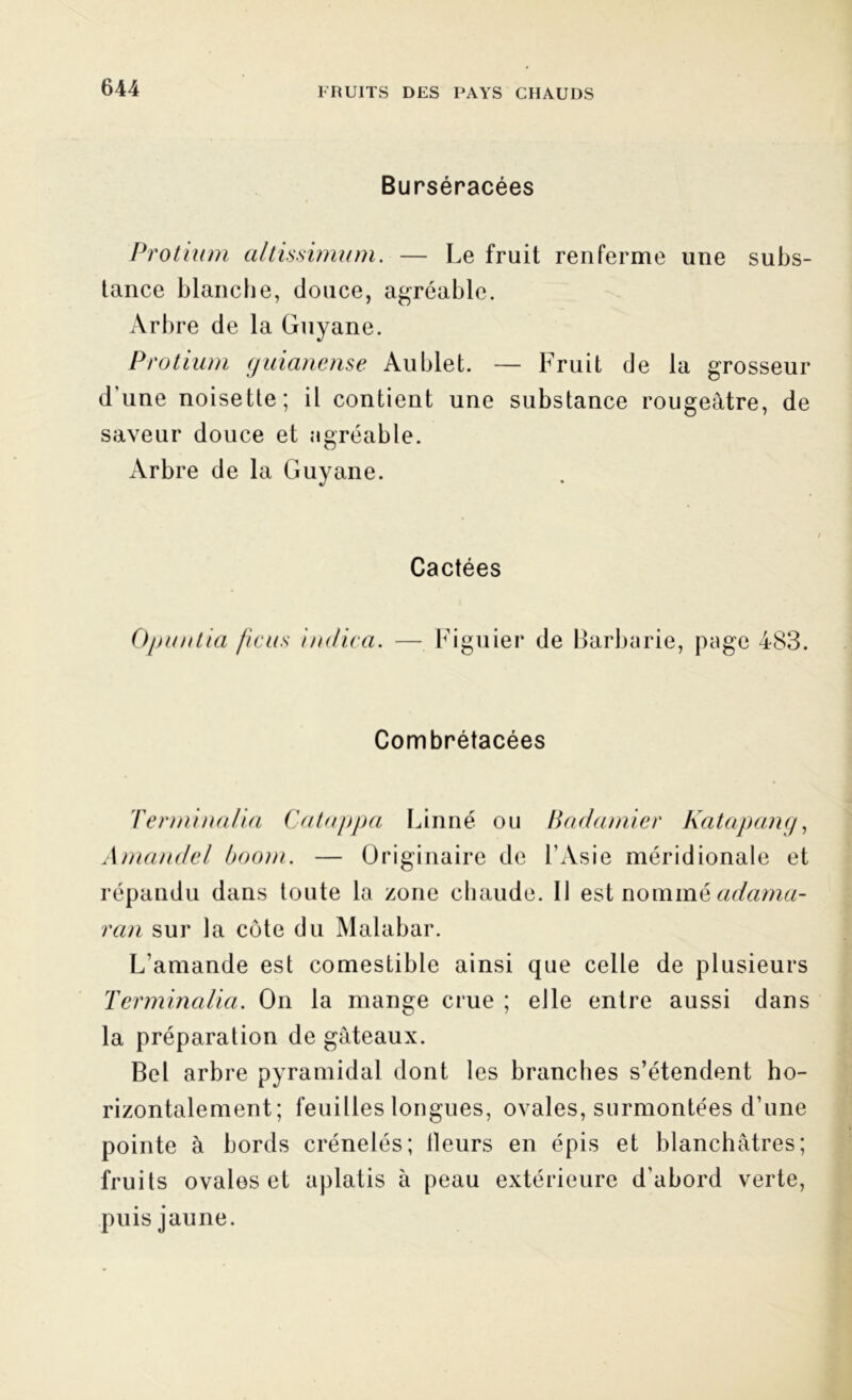 Burséracées Protium altissimum. — Le fruit renferme une subs- tance blanche, douce, agréable. Arbre de la Guyane. Protium guianense Au blet. — Fruit de la grosseur d'une noisette; il contient une substance rougeâtre, de saveur douce et agréable. Arbre de la Guyane. Cactées Opuntia ficus irnlica. — Figuier de Barbarie, page 483. Combrétacées Terminalia Catappa Linné ou Badamier Katapang, Amandel boom. — Originaire de l’Asie méridionale et répandu dans toute la zone chaude. Il est nommé adama- ran sur la côte du Malabar. L’amande est comestible ainsi que celle de plusieurs Terminalia. On la mange crue ; elle entre aussi dans la préparation de gâteaux. Bel arbre pyramidal dont les branches s’étendent ho- rizontalement; feuilles longues, ovales, surmontées d’une pointe à bords crénelés; Heurs en épis et blanchâtres; fruits ovales et aplatis à peau extérieure d’abord verte, puis jaune.