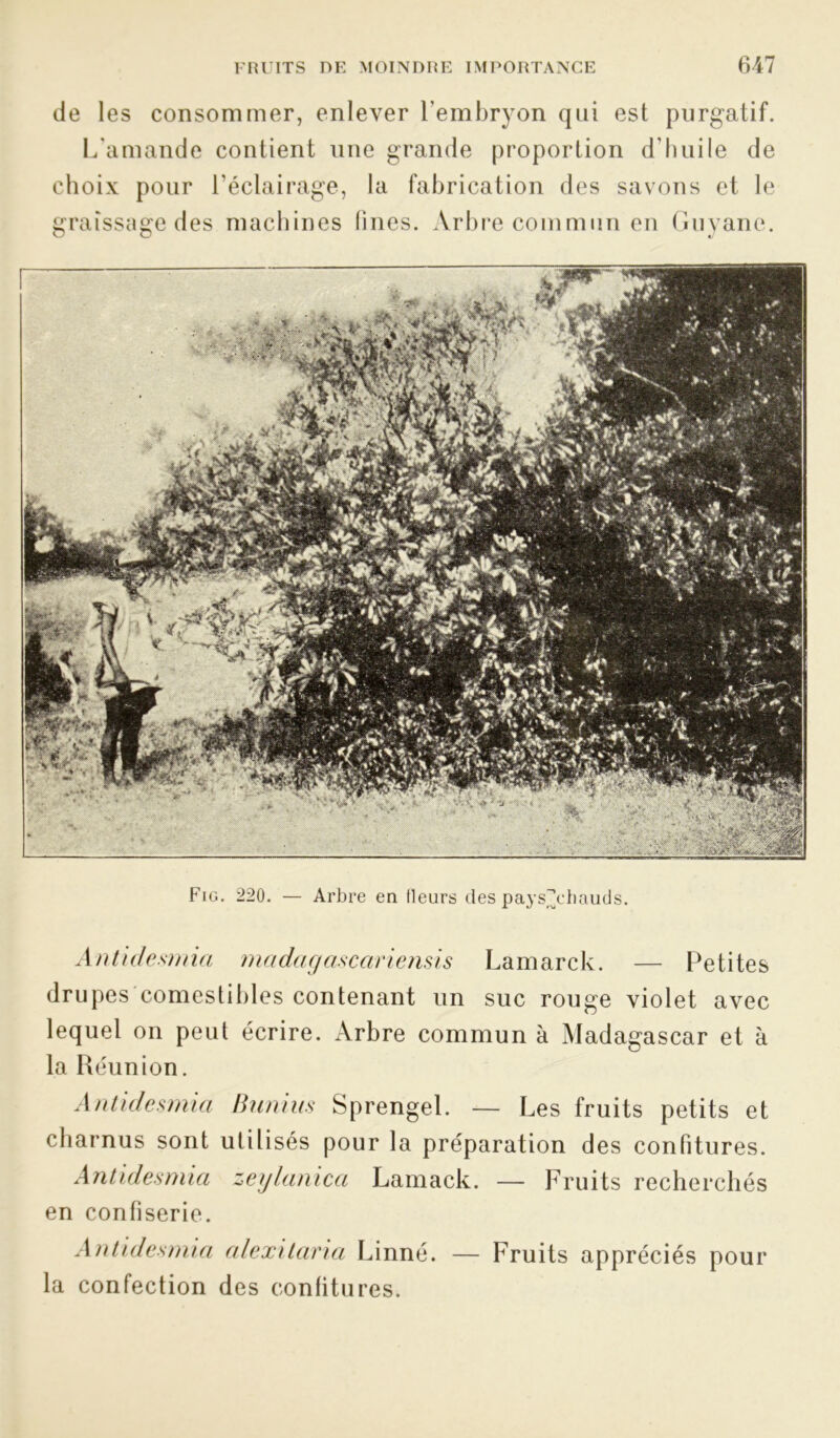 de les consommer, enlever l’embryon qui est purgatif. L'amande contient une grande proportion d’huile de choix pour l’éclairage, la fabrication des savons et le graissage des machines lines. Arbre commun en Guyane. *—' kD «i Fig. 220. — Arbre en (leurs des paysjjhauds. Antidesmia madagascariensis Lamarck. — Petites drupes comestibles contenant un suc rouge violet avec lequel on peut écrire. Arbre commun à Madagascar et à la Réunion. Antidesmia Ihinius Sprengel. — Les fruits petits et charnus sont utilisés pour la préparation des confitures. Antidesmia zeylanica Lamack. — Fruits recherchés en confiserie. Antidesmia alexitaria Linné. — Fruits appréciés pour la confection des confitures.