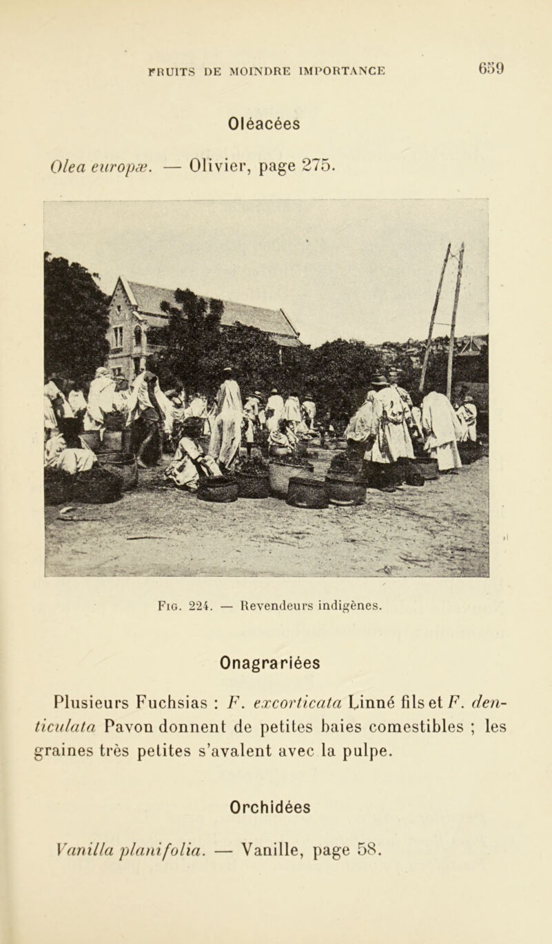 Oléacées Olea europæ. — Olivier, page 275. Fig. 224. — Revendeurs indigènes. Onagrariées Plusieurs Fuchsias : F. excorticata Linné fils et F. den- ticulata Pavon donnent de petites baies comestibles ; les graines très petites s’avalent avec la pulpe. Orchidées Vanilla planifolia. — Vanille, page 58.