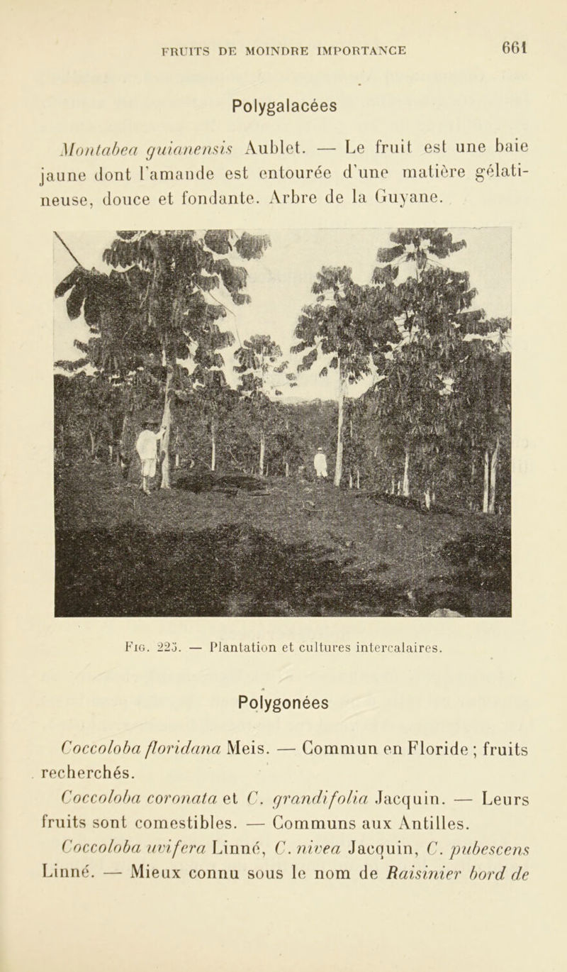 Polygalacées Montabeci guianensis Aublet. — Le fruit est une baie jaune dont l'amande est entourée d'une matière gélati- neuse, douce et fondante. Arbre de la Guyane. Fig. 223. — Plantation et cultures intercalaires. A Polygonées Coccoloba floridana Meis. — Commun en Floride ; fruits recherchés. Coccoloba coronata et C. grandi folia Jacquin. — Leurs fruits sont comestibles. — Communs aux Antilles. Coccoloba uvifera Linné, C. nivea Jacquin, C. pubescens Linné. — Mieux connu sous le nom de Raisinier bord de