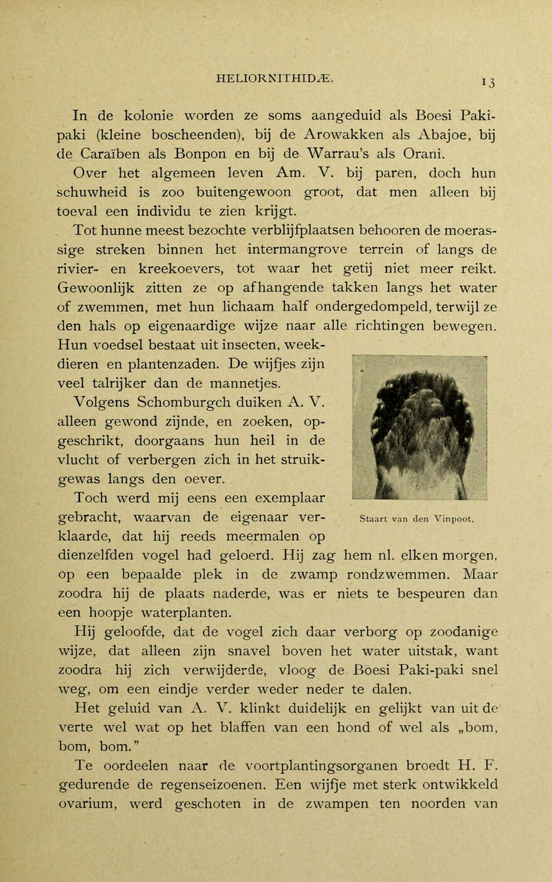 In de kolonie worden ze soms aangeduid als Boesi Paki- paki (kleine boscheenden), bij de Arowakken als Abajoe, bij de Caraïben als Bonpon en bij de Warrau’s als Orani. Over het algemeen leven Am. V. bij paren, doch hun schuwheid is zoo buitengewoon groot, dat men alleen bij toe val een individu te zien krijgt. Tot hunne meest bezochte verblijfplaatsen behooren de moeras- sige streken binnen het intermangrove terrein of langs de rivier- en kreekoevers, tot waar het getij niet meer reikt. Gewoonlijk zitten ze op afhangende takken langs het water of zwemmen, met hun lichaam half ondergedompeld, terwijl ze den hals op eigenaardige wijze naar alle richtingen bewegen. Hun voedsel bestaat uit insecten, week- dieren en plantenzaden. De wijfjes zijn veel talrijker dan de mannetjes. Volgens Schomburgch duiken A. V. alleen gewond zijnde, en zoeken, op- geschrikt, doorgaans hun heil in de vlucht of verbergen zich in het struik- gewas langs den oever. Toch werd mij eens een exemplaar gebracht, waarvan de eigenaar ver- klaarde, dat hij reeds meermalen op dienzelfden vogel had geloerd. Hij zag hem nl. eiken morgen, op een bepaalde plek in de zwamp rondzwemmen. Maar zoodra hij de plaats naderde, was er niets te bespeuren dan een hoopje waterplanten. Hij geloofde, dat de vogel zich daar verborg op zoodanige wijze, dat alleen zijn snavel boven het water uitstak, want zoodra hij zich verwijderde, vloog de Boesi Paki-paki snel weg, om een eindje verder weder neder te dalen. Het geluid van A. V. klinkt duidelijk en gelijkt van uit de verte wel wat op het blaffen van een hond of wel als „bom, bom, bom.” Te oordeelen naar de voortplantingsorganen broedt H. F. gedurende de regenseizoenen. Een wijfje met sterk ontwikkeld ovarium, werd geschoten in de zwampen ten noorden van Staart van den Vinpoot.