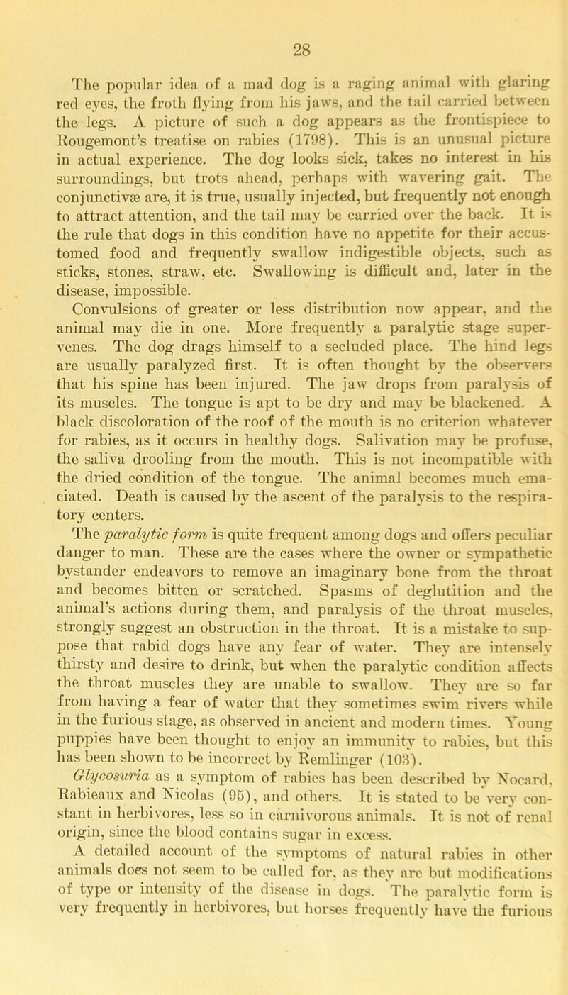 The popular idea of a mad dog is a raging animal with glaring red eyes, the froth flying from his jaws, and the tail carried between the legs. A picture of such a dog appears as the frontispiece to Rougemont’s treatise on rabies (1798). This is an unusual picture in actual experience. The dog looks sick, takes no interest in his surroundings, but trots ahead, perhaps with wavering gait. The conjunctivas are, it is true, usually injected, but frequently not enough to attract attention, and the tail may be carried over the back. It is the rule that dogs in this condition have no appetite for their accus- tomed food and frequently swallow indigestible objects, such as sticks, stones, straw, etc. Swallowing is difficult and, later in the disease, impossible. Convulsions of greater or less distribution now appear, and the animal may die in one. More frequently a paralytic stage super- venes. The dog drags himself to a secluded place. The hind legs are usually paralyzed first. It is often thought by the observers that his spine has been injured. The jaw drops from paralysis of its muscles. The tongue is apt to be dry and may be blackened. A black discoloration of the roof of the mouth is no criterion whatever for rabies, as it occurs in healthy dogs. Salivation may be profuse, the saliva drooling from the mouth. This is not incompatible with the dried condition of the tongue. The animal becomes much ema- ciated. Death is caused by the ascent of the paralysis to the respira- tor centers. The 'paralytic foi^m is quite frequent among dogs and offers peculiar danger to man. These are the cases where the owner or sympathetic bystander endeavors to remove an imaginary bone from the throat and becomes bitten or scratched. Spasms of deglutition and the animal’s actions during them, and paralysis of the throat muscles, strongly suggest an obstruction in the throat. It is a mistake to sup- pose that rabid dogs have any fear of water. They are intensely thirsty and desire to drink, but when the paralytic condition affects the throat muscles they are unable to swallow. They are so far from having a fear of water that they sometimes swim rivers while in the furious stage, as observed in ancient and modern times. Young puppies have been thought to enjoy an immunity to rabies, but this has been shown to be incorrect by Remlinger (103). Glycosuria as a symptom of rabies has been described by Nocard. Rabieaux and Nicolas (95), and others. It is stated to be very con- stant in herbivores, less so in carnivorous animals. It is not of renal origin, since the blood contains sugar in excess. A detailed account of the symptoms of natural rabies in other animals does not seem to be called for, as they are but modifications of type or intensity of the disease in dogs. The paralytic form is very frequently in herbivores, but horses frequently have the furious