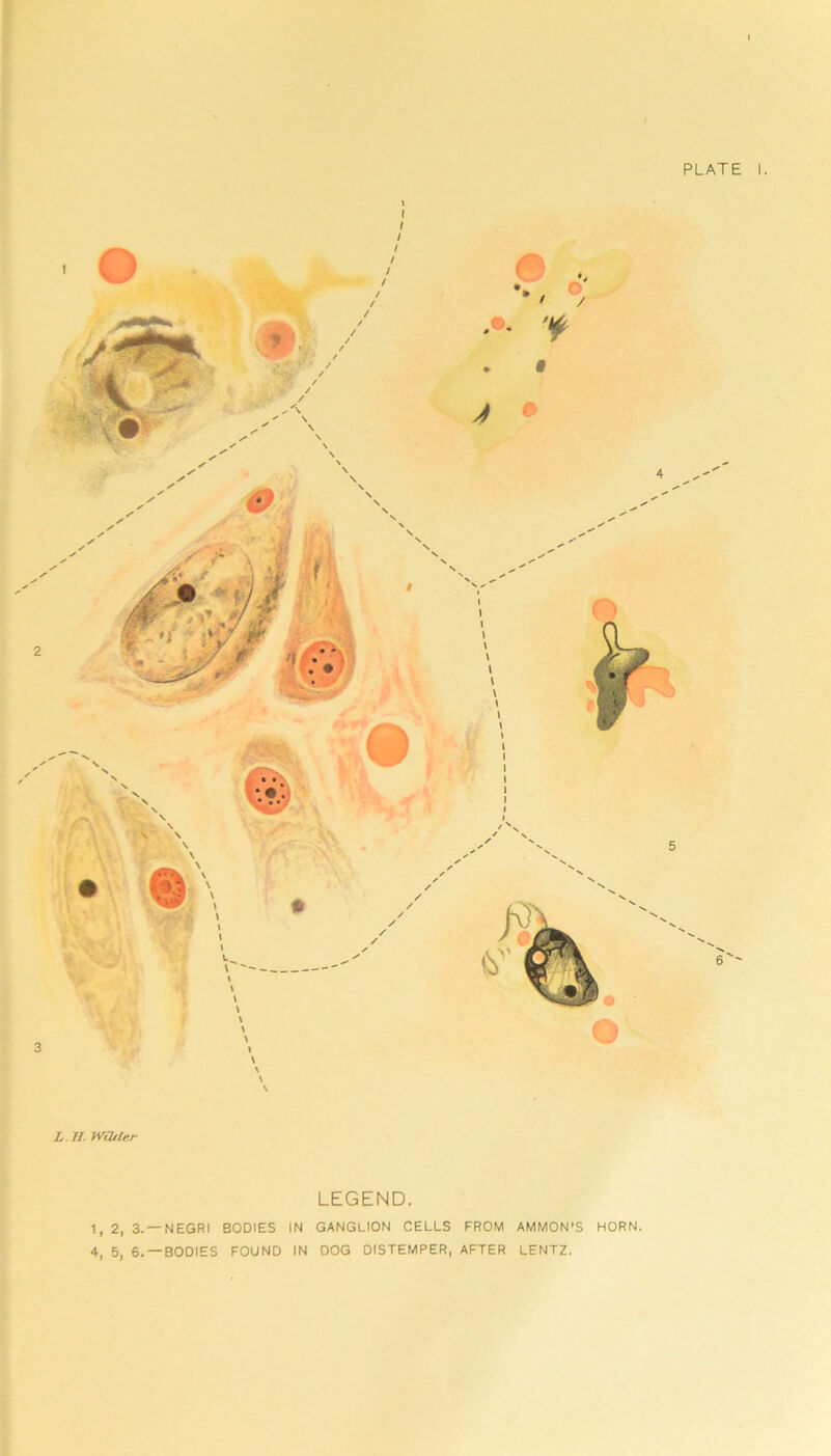 X X X L .H. WOtier LEGEND. 1, 2, 3. —NEGRI BODIES IN GANGLION CELLS FROM AMMON’S HORN. 4, 5, 6. —BODIES FOUND IN DOG DISTEMPER, AFTER LENTZ. /to