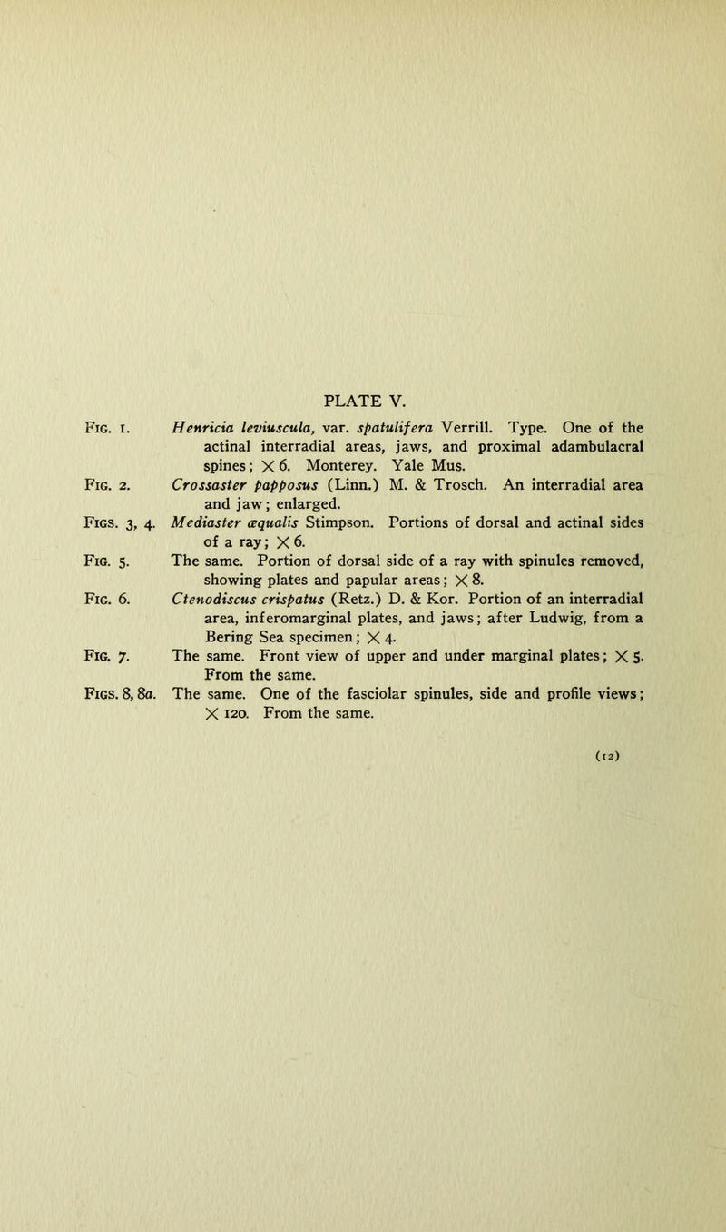 Fig. I. Fig. 2. Figs. 3, 4. Fig. 5. Fig. 6. Fig. 7. Figs. 8,8a. Henricia leviuscula, var. spatulifera Verrill. Type. One of the actinal interradial areas, jaws, and proximal adambulacral spines; X 6. Monterey. Yale Mus. Crossaster papposus (Linn.) M. & Trosch. An interradial area and jaw; enlarged. Mediaster cequalis Stimpson. Portions of dorsal and actinal sides of a ray; X 6. The same. Portion of dorsal side of a ray with spinules removed, showing plates and papular areas; X 8. Ctenodiscus crispatus (Retz.) D. & Kor. Portion of an interradial area, inferomarginal plates, and jaws; after Ludwig, from a Bering Sea specimen; X 4- The same. Front view of upper and under marginal plates; X S- From the same. The same. One of the fasciolar spinules, side and profile views; X 120. From the same.
