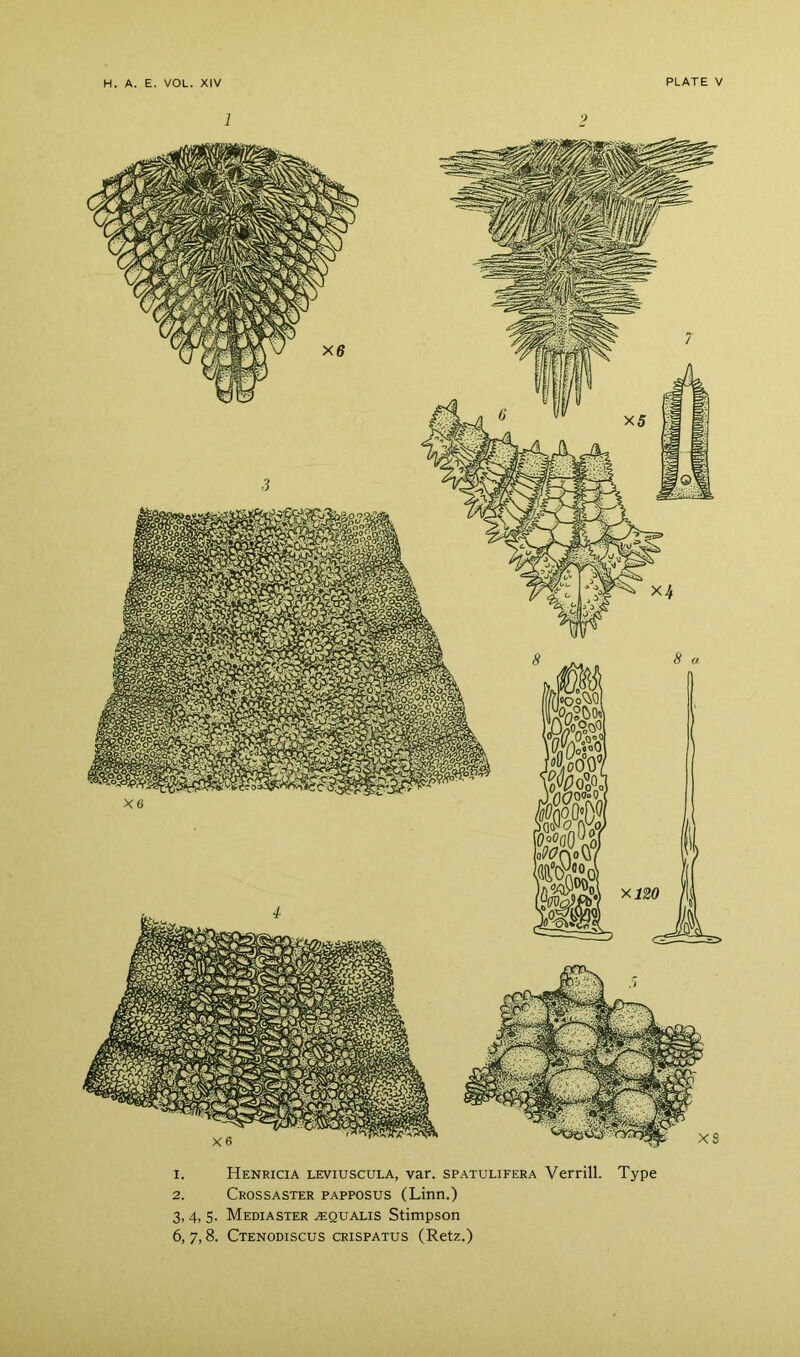 1. Henricia leviuscula, var. spatulifera Verrill. Type 2. Crossaster papposus (Linn.) 3,4, 5. Mediaster ^qualis Stimpson 6,7,8. Ctenodiscus crispatus (Retz.)