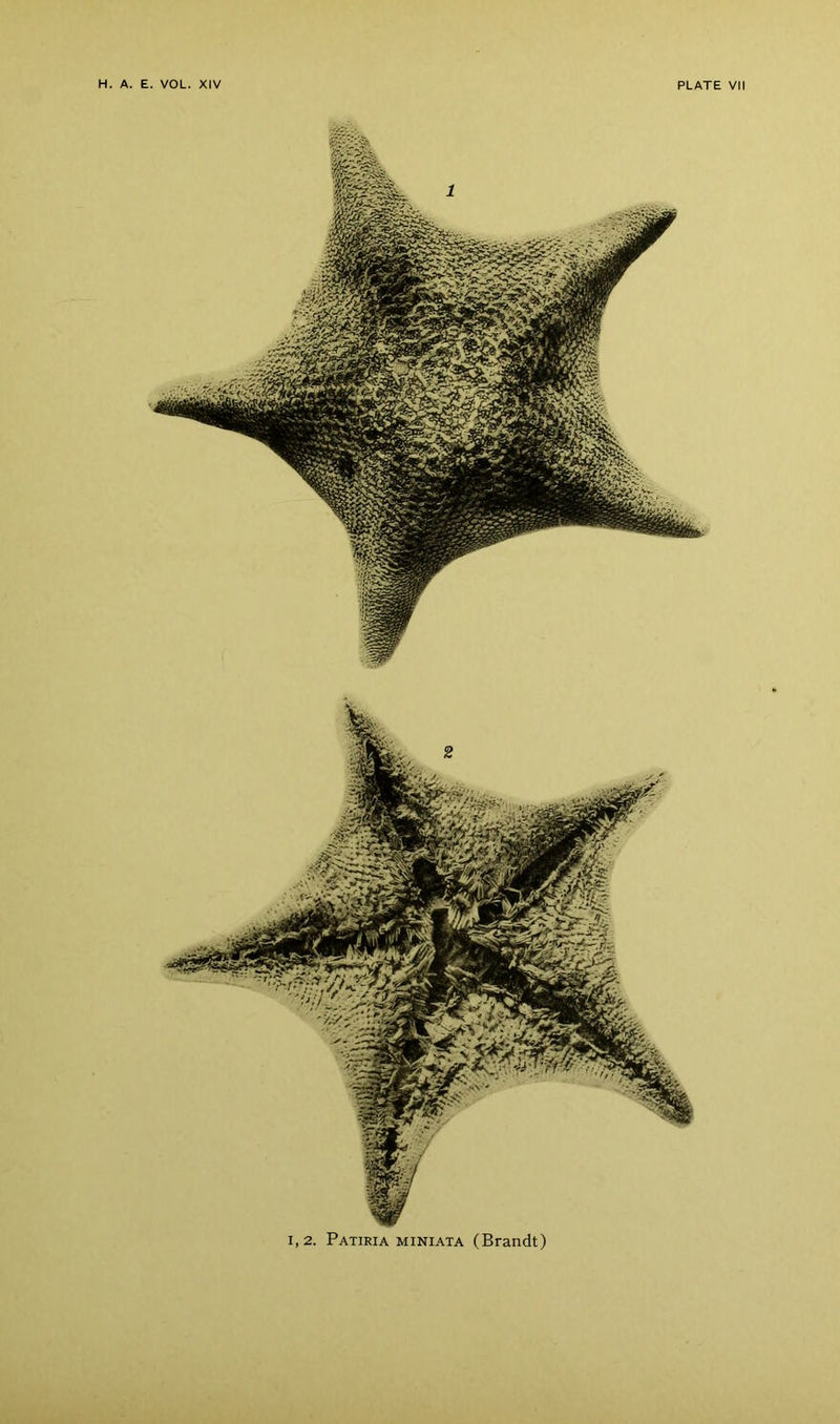 1,2. Patiria miniata (Brandt)