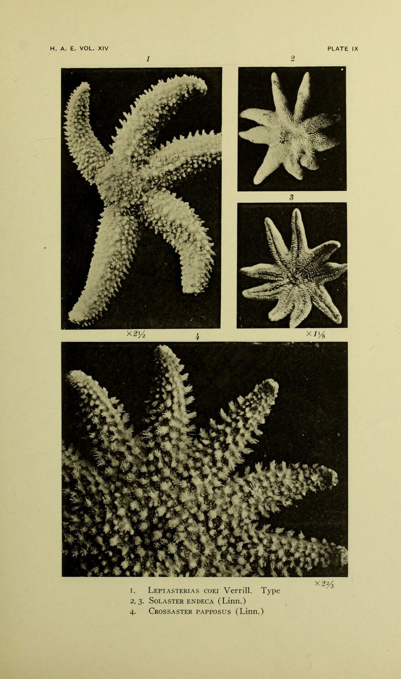 X22/3 I. Leptasterias coei Verrill. Type X2^