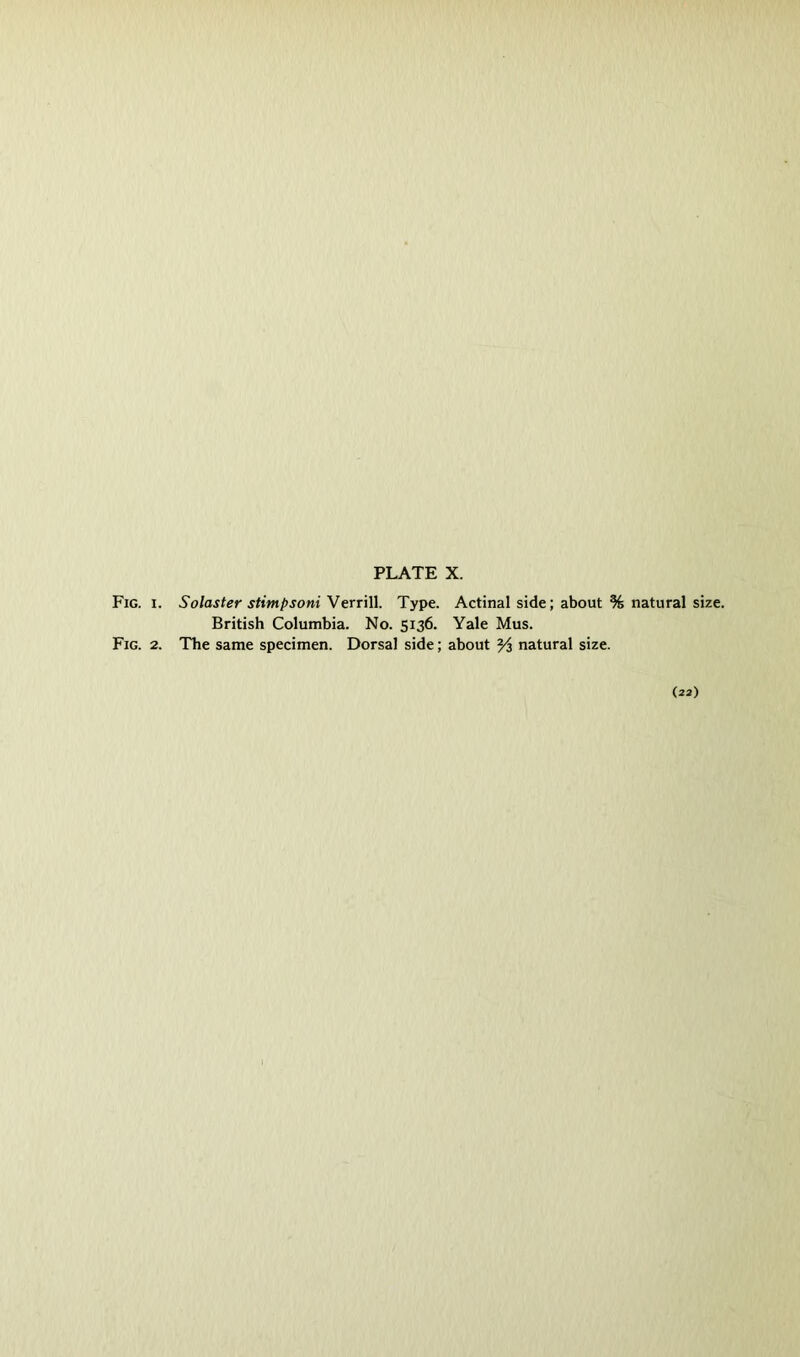 Fig. 1. Solaster stimpsoni Verrill. Type. Actinal side; about % natural size. British Columbia. No. 5136. Yale Mus. Fig. 2. The same specimen. Dorsal side; about Yz natural size. (22)
