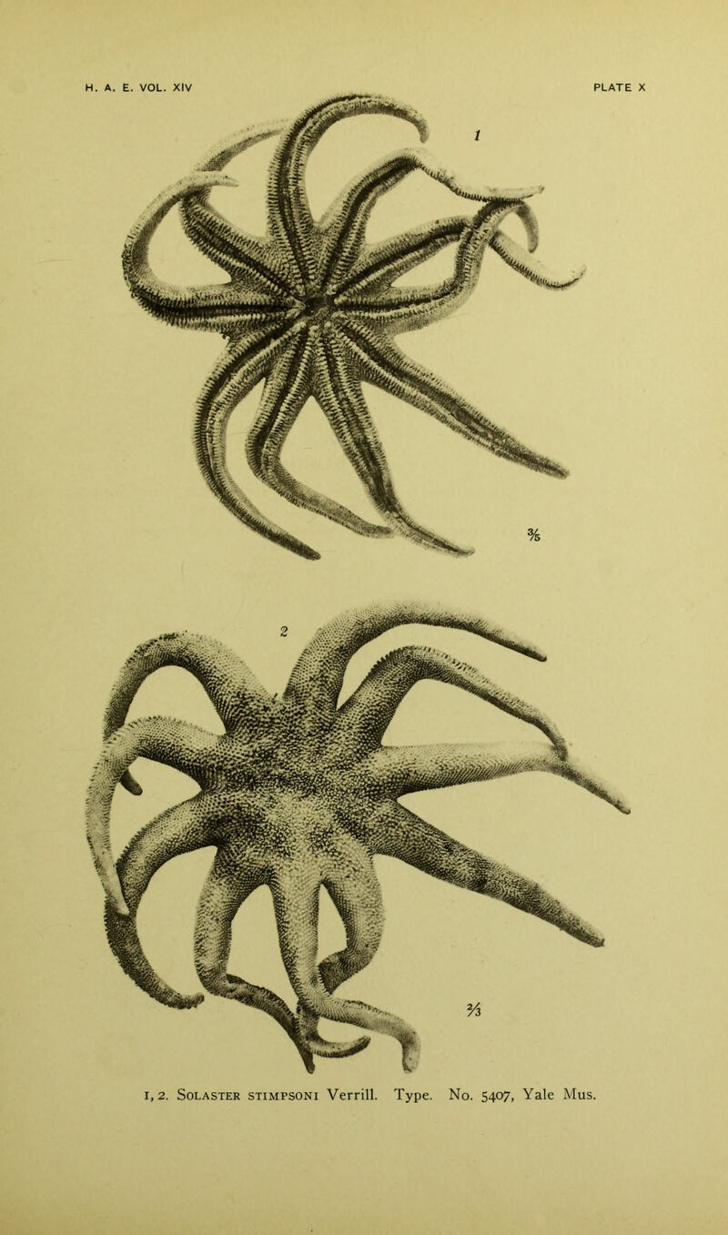 1,2. SoLASTER STiMPSONi Vcrrill. Type. No. 5407, Yale Mus.