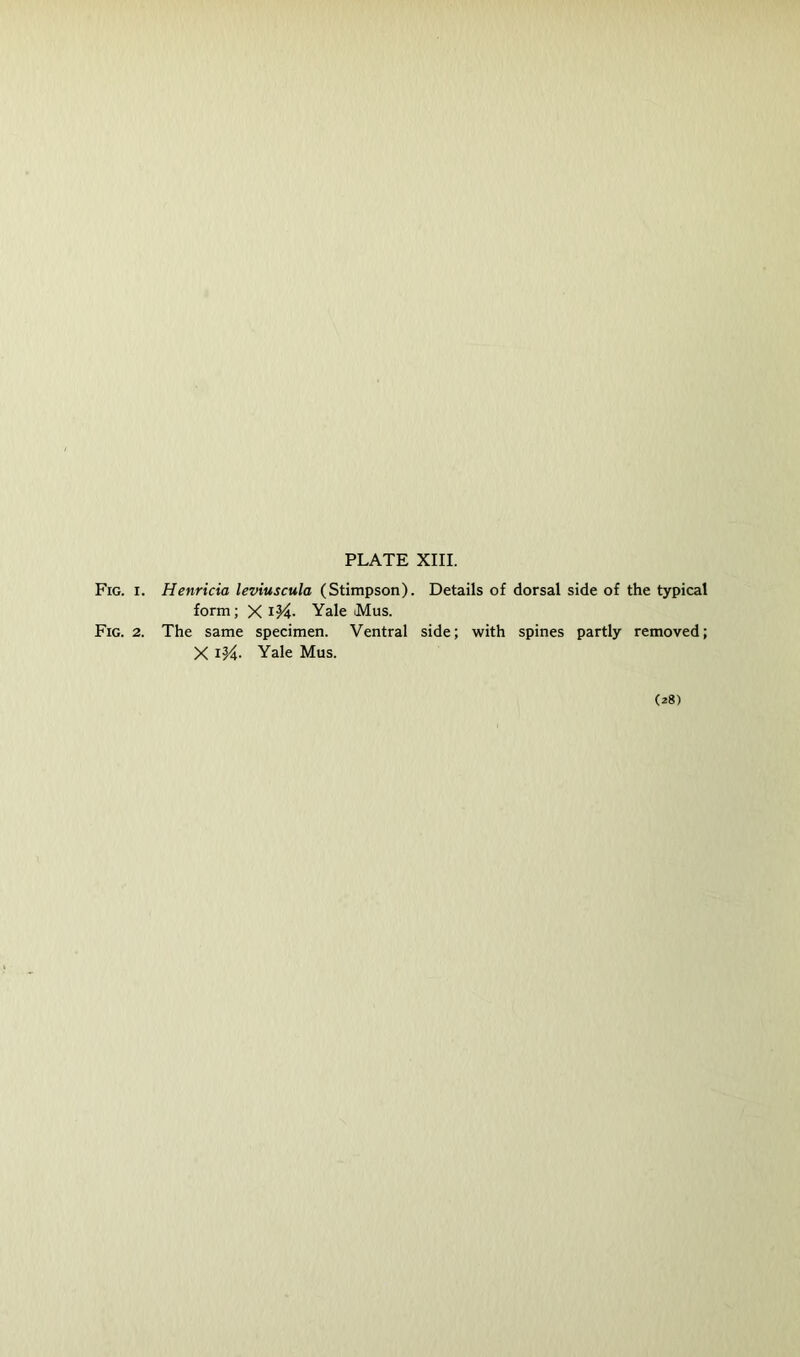 Fig. I. Henricia leviuscula (Stimpson). Details of dorsal side of the typical form; X iM- Yale iMus. Fig. 2. The same specimen. Ventral side; with spines partly removed; X Yale Mus. (28)