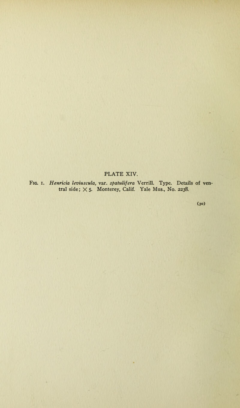 Fig. I. Henricia leviuscula, var. spatulifera Verrill. Type. Details of ven- tral side; X S- Monterey, Calif. Yale Mus., No. 2238. (30)