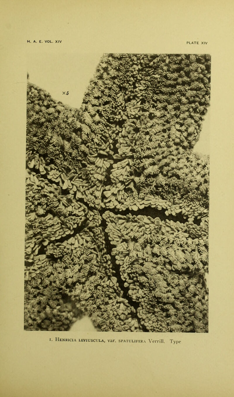 I. Henricia leviuscula, var. spatulifera V'errill. Type