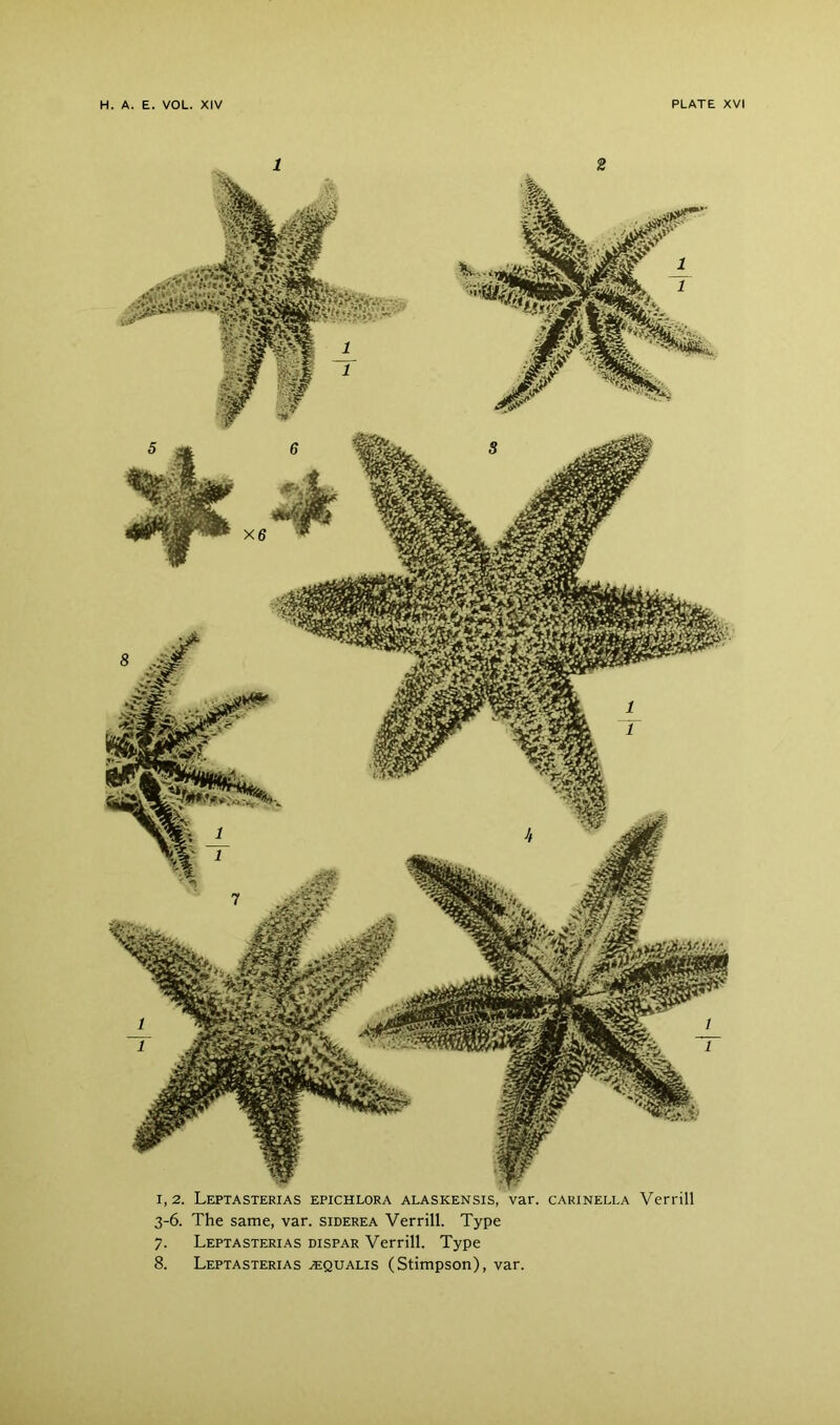 1 2 1,2. Leptasterias epichlora alaskensis, var. carinella Verrill 3-6. The same, var. siderea Verrill. Type 7. Leptasterias dispar Verrill. Type 8. Leptasterias ^qualis (Stimpson), var.