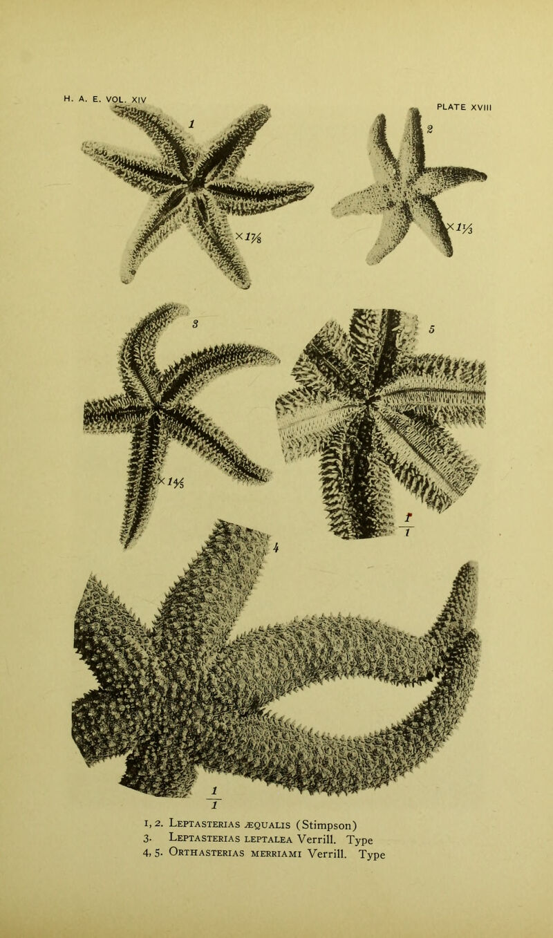 PLATE XVIII 1,2. Leptasterias .equalis (Stimpson) 3. Leptasterias leptalea Verrill. Type 4, 5- Orthasterias merriami Verrill. Type