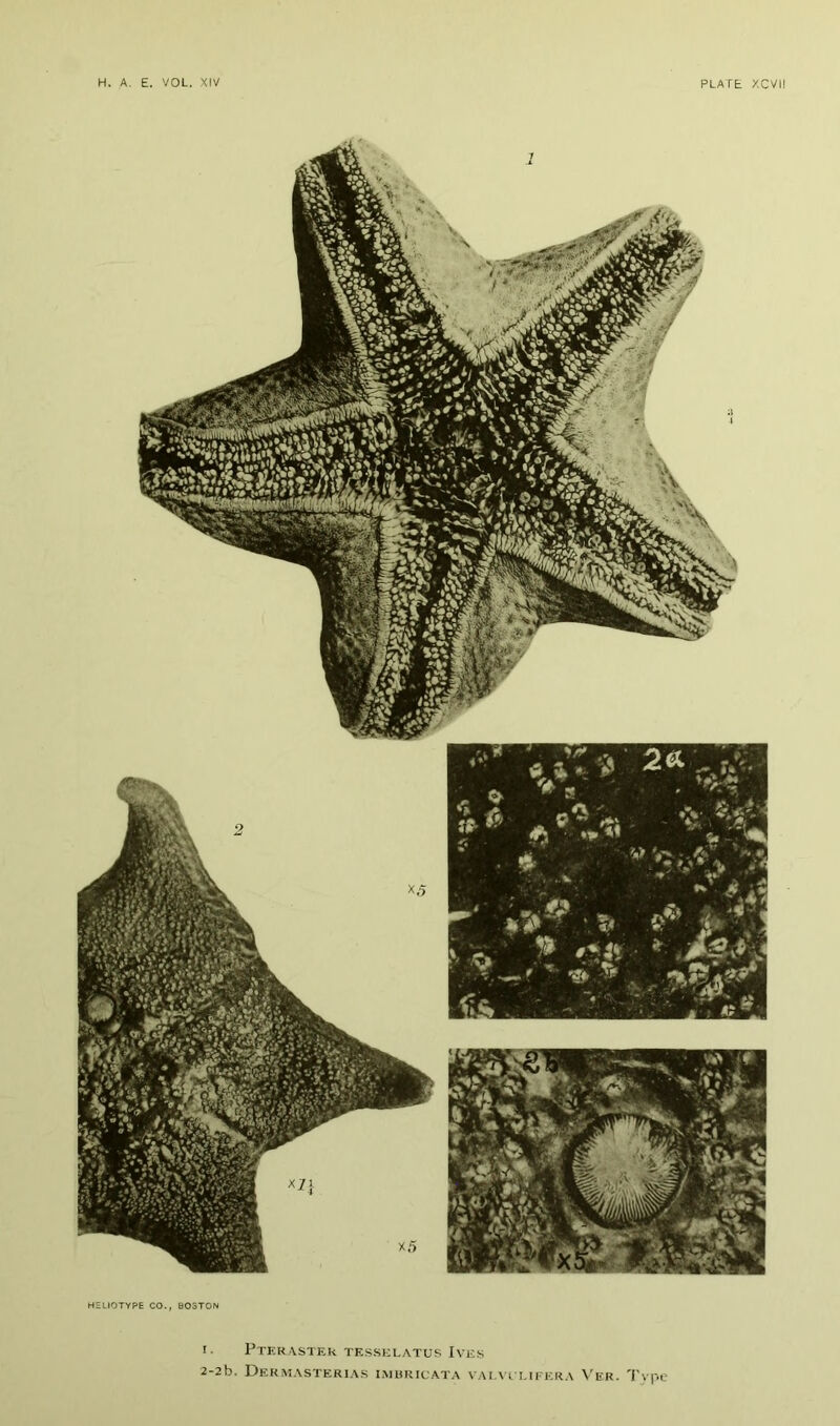 HHLIOTYPE CO., BOSTON I. PTI-:R\STEk TESSKUATUS IVE.S 2-2b. DeKMASTERIAS IMBRICATA VAI.VrLIl-ERA VeR- Tvpc
