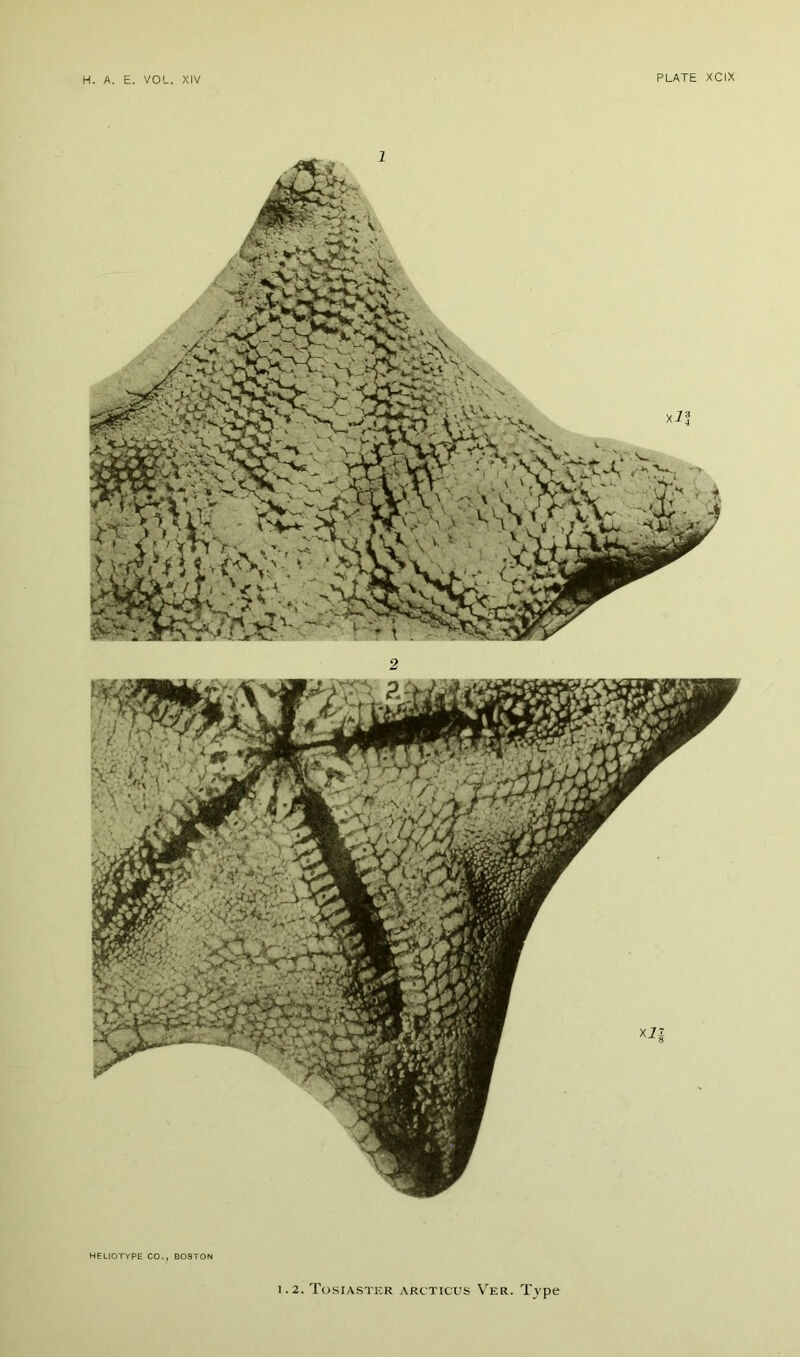 HELIOTYPE CO., BOSTON . 2. Tosiaster arcticus Ver. Type