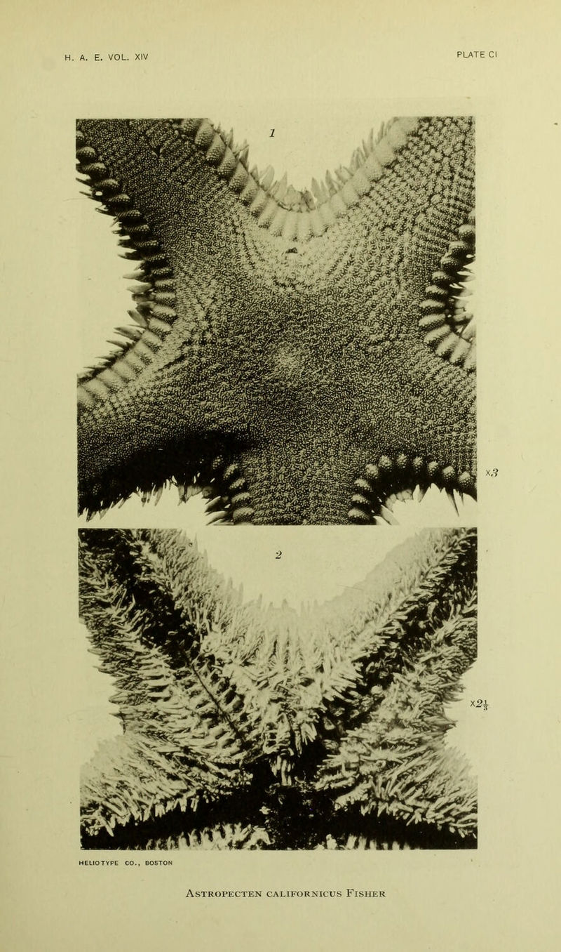 HELrOTVPE CO., BOSTON Astropecten californicus Fisher