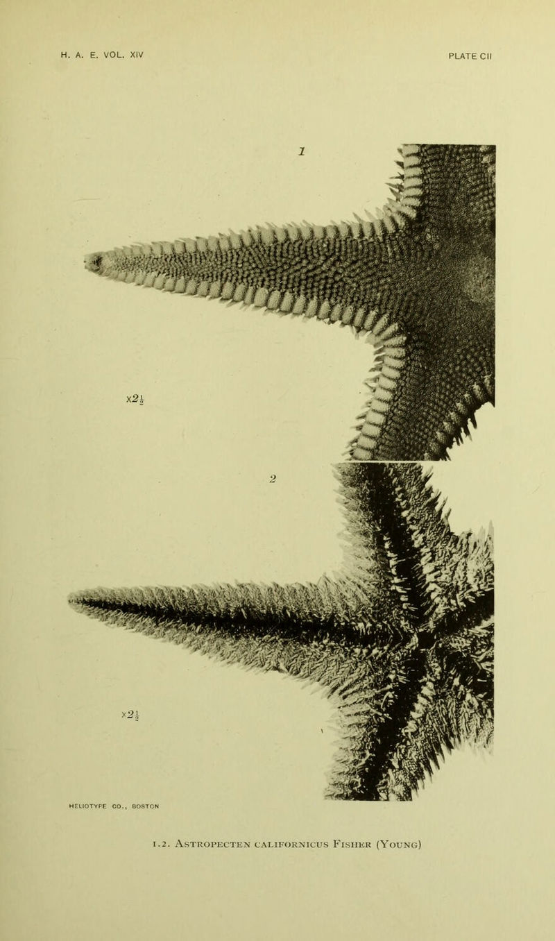 1.2. A.stropecten californicus Fishkr (Young)