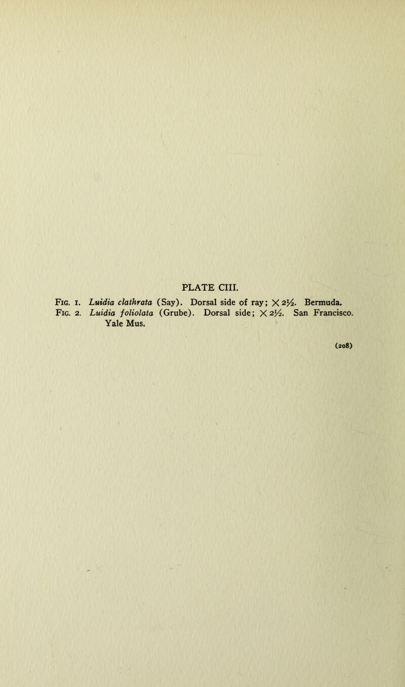 Fig. I. Luidia clathrata (Say). Dorsal side of ray; X 2)4. Bermuda. Fig. 2. Luidia foliolata (Grube). Dorsal side; X 2)4. San Francisco. Yale Mus. (208)