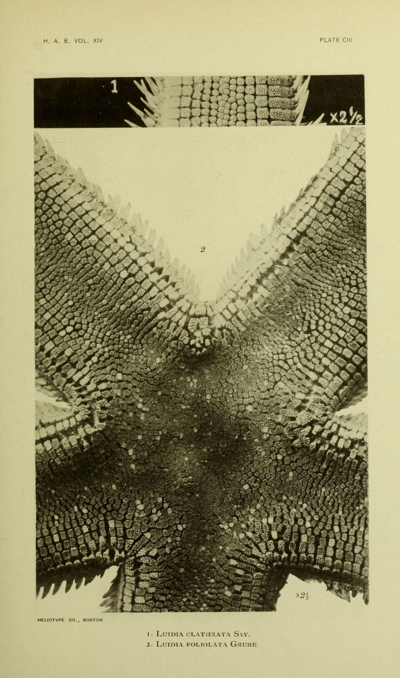 HEUIOTYPE CO., BOSTON 1. Luidia clathrat.a S\y. 2. Luidia foi.iolata Grube