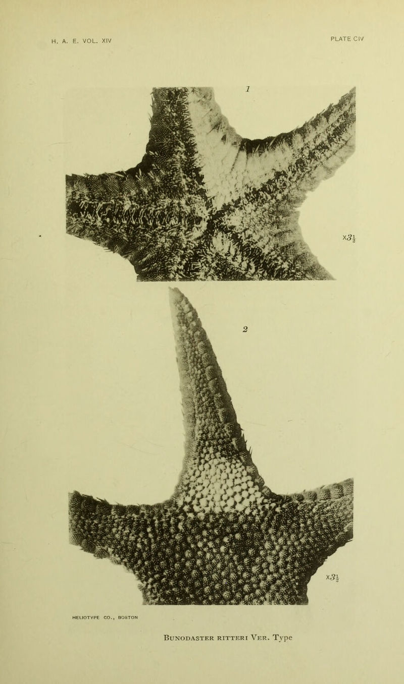 HEUOTYPE CO., BOSTON Bunodaster ritteri Ver. Type