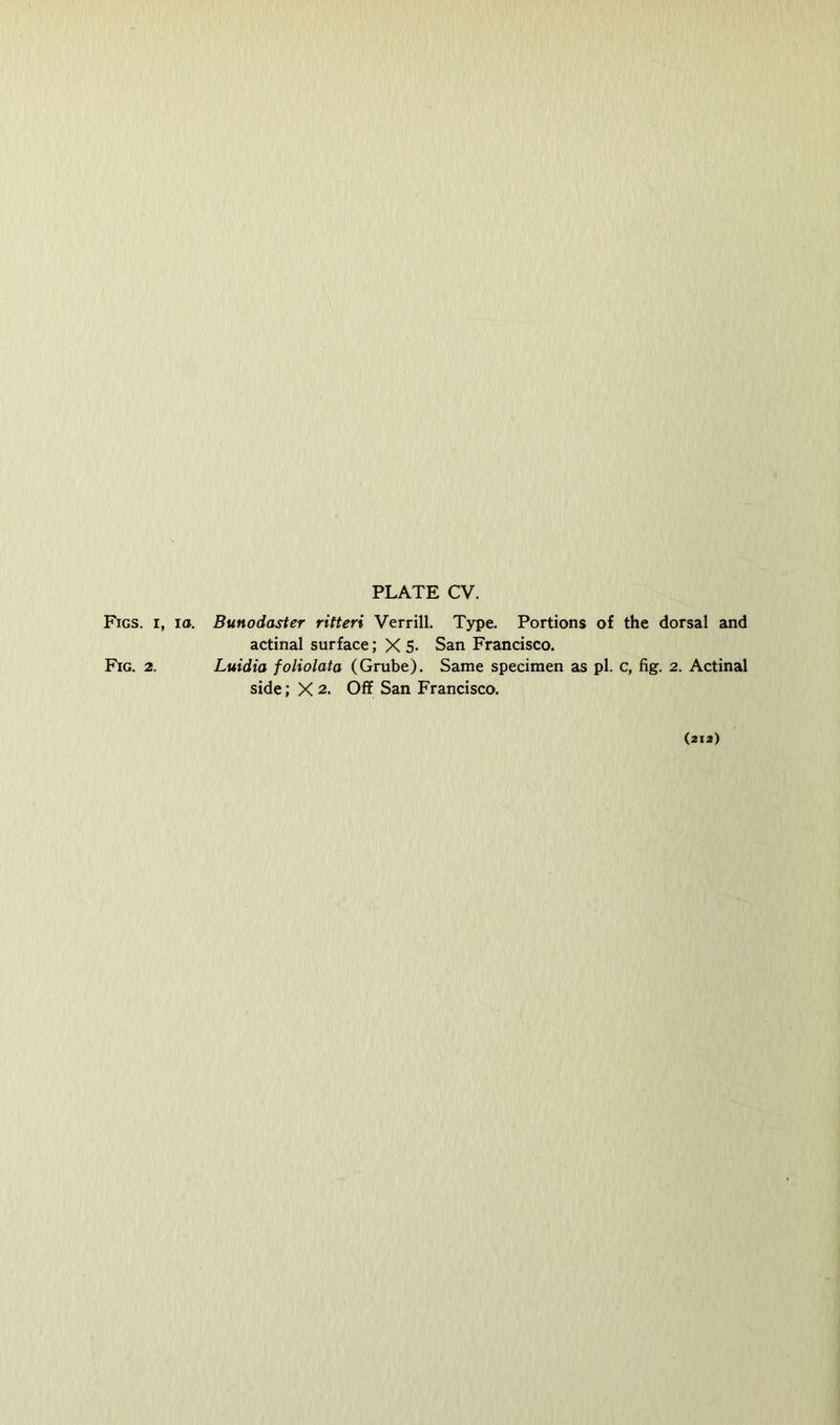 Fig. 2. PLATE CV. actinal surface; X S- San Francisco. Luidia foliolata (Grube). Same specimen as pi. c, fig. 2. Actinal side; X 2. Off San Francisco. (2ia)