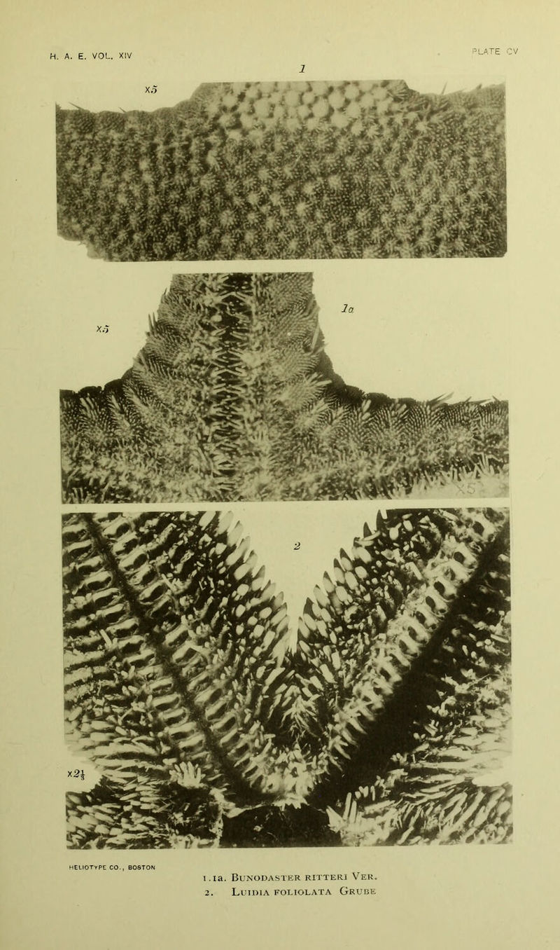 HELIOTYPE CO., BOSTON i.ia. Bunoda.stkr ritteri Ver.