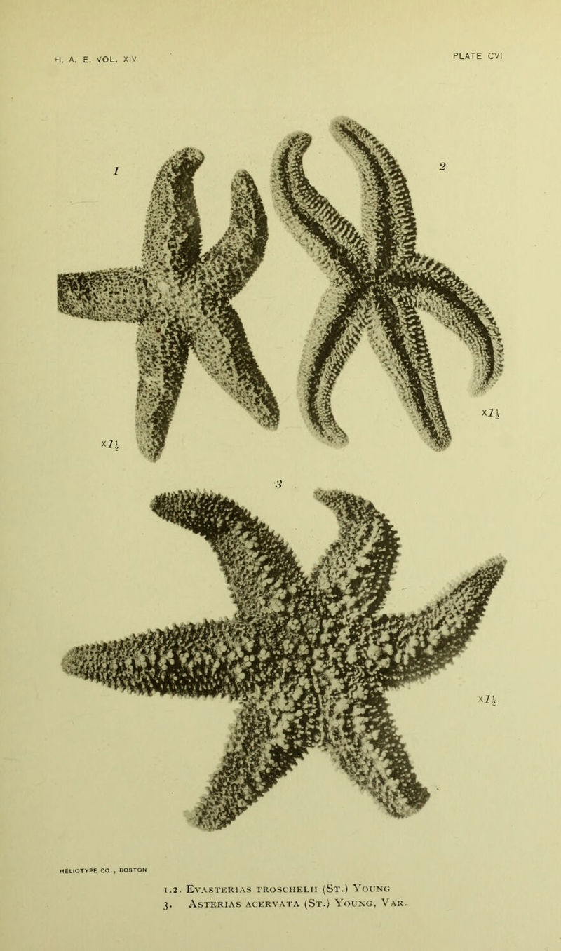 HELIOTYPE CO., BOSTON 1.2. Evasterias troschelii (St.) Young