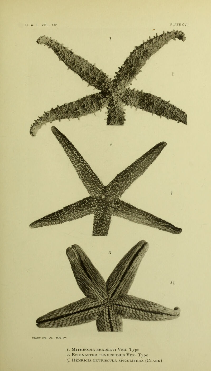 HEL10TYPE CO., BOSTON 1. Mithrodia bkadleyi Ver. Type 2. Echinaster tenuispinus Ver. Type 3. Henricia lev'iuscula spiculifera (Clark)