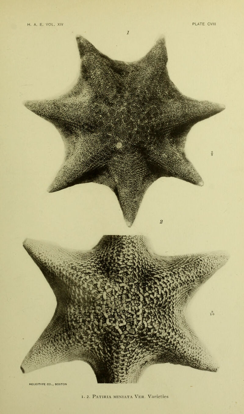 1 I. 2. Patiria miniata Ver Varieties