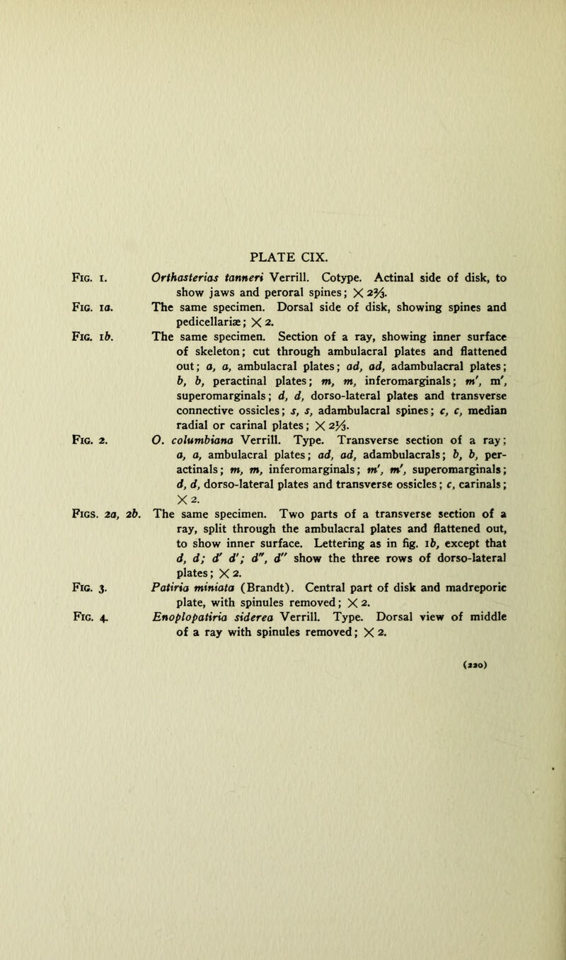 Fig. I. Fig. la. Fig. lb. Fig. 2. Figs. 2a, Fig. 3. Fig. 4. PLATE CIX. Orthasterias tanneri Verrill. Cotype. Actinal side of disk, to show jaws and peroral spines; X The same specimen. Dorsal side of disk, showing spines and pedicellarise; X 2. The same specimen. Section of a ray, showing inner surface of skeleton; cut through ambulacral plates and flattened out; a, a, ambulacral plates; ad, ad, adambulacral plates; b, b, peractinal plates; m, m, inferomarginals; m', m', superomarginals; d, d, dorso-lateral plates and transverse connective ossicles; s, s, adambulacral spines; c, c, median radial or carinal plates; X 2j^. O. Columbiana Verrill. Type. Transverse section of a ray; a, a, ambulacral plates; ad, ad, adambulacrals; b, b, per- actinals; m, m, inferomarginals; m', m', superomarginals; d, d, dorso-lateral plates and transverse ossicles; c, carinals; X2. 2b. The same specimen. Two parts of a transverse section of a ray, split through the ambulacral plates and flattened out, to show inner surface. Lettering as in fig. ib, except that d, d; d'; d, d show the three rows of dorso-lateral plates; X 2. Patiria miniata (Brandt). Central part of disk and madreporic plate, with spinules removed; X 2. Enoplopatiria siderea Verrill. Type. Dorsal view of middle of a ray with spinules removed; X 2. (*»o)