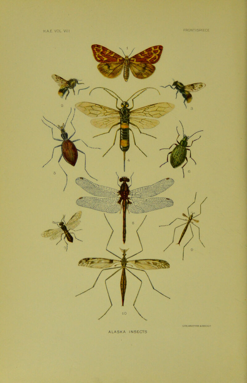 H A E VOL VIII FRONTISPIECE mth nnm-rot «mYsr ALASKA INSECTS