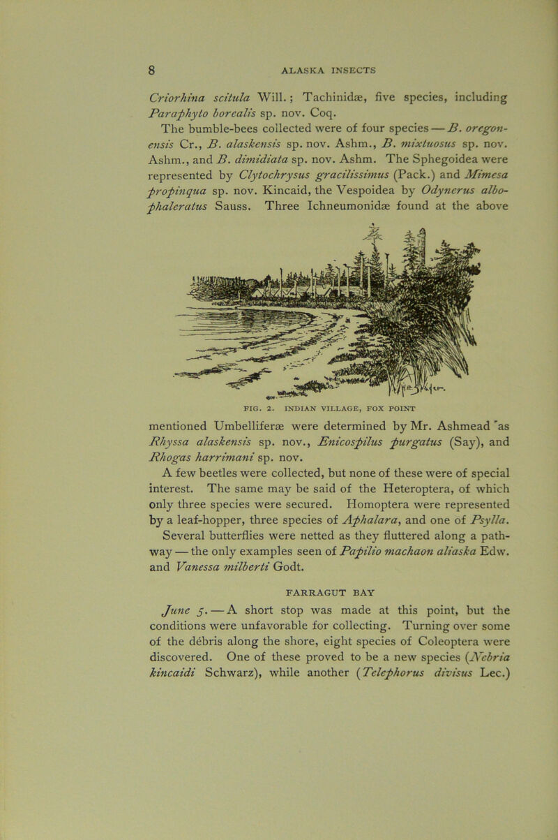 Criorhina scitula Will.; TachinidEe, five species, including Paraphyto borealis sp. nov. Coq. The bumble-bees collected were of four species — B. oregon- ensis Cr., B. alaskensis sp. nov. Ashm., B. mixtuosus sp. nov. Ashm., and B. dimidiata sp. nov. Ashm. The Sphegoidea were represented by Clytochrysus gracilissimus (Pack.) and Mimes a propinqua sp. nov. Kincaid, the Vespoidea by Odynerus albo- phaleratus Sauss. Three Ichneumonidae found at the above FIG. 2. INDIAN VILLAGE, FOX POINT mentioned Umbelliferae were determined by Mr. Ashmead 'as Rhyssa alaskensis sp. nov., Enicospilus purgatus (Say), and Rhogas harrimani sp. nov. A few beetles were collected, but none of these were of special interest. The same may be said of the Heteroptera, of which only three species were secured. Homoptera were represented a leaf-hopper, three species of Aphalara, and one of Psylla. Several butterflies were netted as they fluttered along a path- way — the only examples seen of Papilio machaon aliaska Edw. and Vanessa milberti Godt. FARRAGUT BAY June 5. — A short stop was made at this point, but the conditions were unfavorable for collecting. Turning over some of the debris along the shore, eight species of Coleoptera were discovered. One of these proved to be a new species (Nebria kincaidi Schwarz), while another (Tclcphorus divisus Lee.)