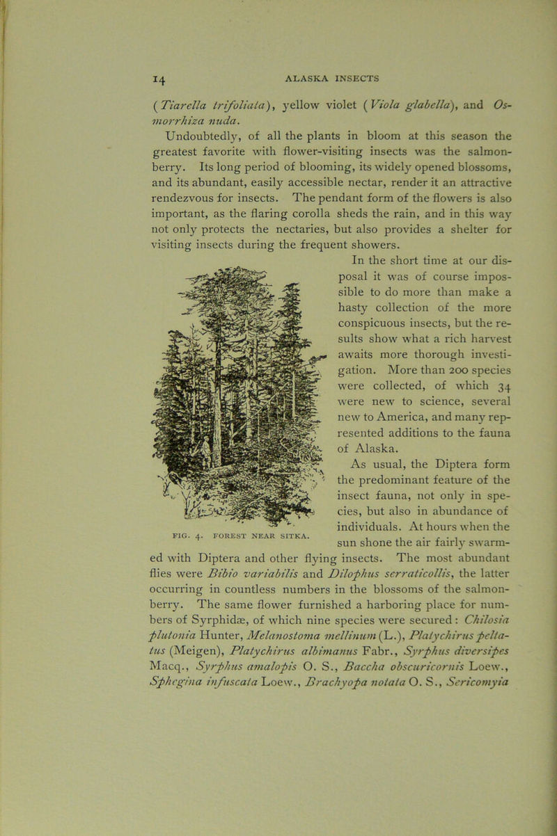 *4 (Tiarella tr folia La), yellow violet (Viola glabella), and Os- morrhiza nuda. Undoubtedly, of all the plants in bloom at this season the greatest favorite with flower-visiting insects was the salmon- berry. Its long period of blooming, its widely opened blossoms, and its abundant, easily accessible nectar, render it an attractive rendezvous for insects. The pendant form of the flowers is also important, as the flaring corolla sheds the rain, and in this way not only protects the nectaries, but also provides a shelter for visiting insects during the frequent showers. In the short time at our dis- posal it was of course impos- sible to do more than make a hasty collection of the more conspicuous insects, but the re- sults show what a rich harvest awaits more thorough investi- gation. More than 200 species were collected, of which 34 were new to science, several new to America, and many rep- resented additions to the fauna of Alaska. As usual, the Diptera form the predominant feature of the insect fauna, not only in spe- cies, but also in abundance of individuals. At hours when the sun shone the air fairly swarm- ed with Diptera and other flying insects. The most abundant flies were Bibio variabilis and Dilophus serraticollis, the latter occurring in countless numbers in the blossoms of the salmon- berry. The same flower furnished a harboring place for num- bers of Syrphidae, of which nine species were secured : Chilosia ■pinton?a Hunter, Melanostoma mellinwn (L.), Plaiychirus pclta- tus (Meigen), Platychirus albimantis Fabr., Syrphus divcrsipes Macq., Syrphus amalopis O. S., Baccha obscuricornis Loew., Sphegina infuscata Loew., Brachyopa notala O. S., Sericomyia