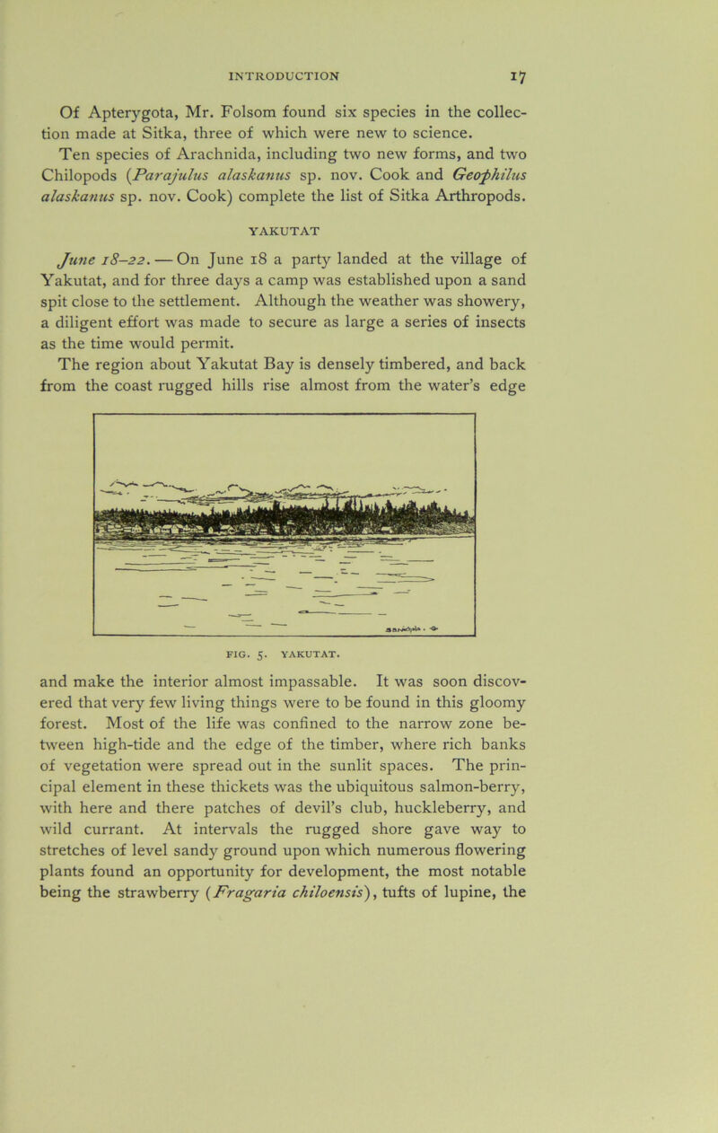 Of Apterygota, Mr. Folsom found six species in the collec- tion made at Sitka, three of which were new to science. Ten species of Arachnida, including two new forms, and two Chilopods (Parajulus alaskanus sp. nov. Cook and Geojhilus alaskanus sp. nov. Cook) complete the list of Sitka Arthropods. YAKUTAT June 18-22. — On June 18 a party landed at the village of Yakutat, and for three days a camp was established upon a sand spit close to the settlement. Although the weather was showery, a diligent effort was made to secure as large a series of insects as the time would permit. The region about Yakutat Bay is densely timbered, and back from the coast rugged hills rise almost from the water’s edge FIG. 5. YAKUTAT. and make the interior almost impassable. It was soon discov- ered that very few living things were to be found in this gloomy forest. Most of the life was confined to the narrow zone be- tween high-tide and the edge of the timber, where rich banks of vegetation were spread out in the sunlit spaces. The prin- cipal element in these thickets was the ubiquitous salmon-berry, with here and there patches of devil’s club, huckleberry, and wild currant. At intervals the rugged shore gave way to stretches of level sandy ground upon which numerous flowering plants found an opportunity for development, the most notable being the strawberry (Fragaria chiloensis), tufts of lupine, the