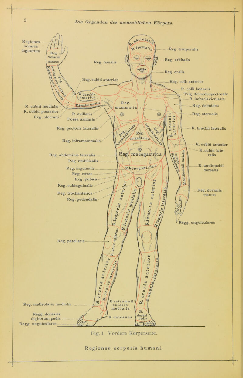 Region es corporis human i.