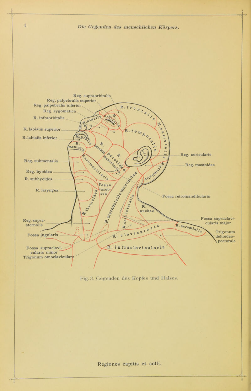 Reg. supraorbitalis Reg. palpebralis superior Reg. palpebralis inferior Reg. zygomatica R. infraorbitalis R. labialis superior- R. labialis inferior Reg. submentalis Reg. hyoidea — R. subhyoidea Reg. auricularis Reg. mastoidea R. laryngea Fossa retromandibularis Reg. supra- sternalis Fossa jugularis Fossa supraclavi cularis minor Trigonum omoclavicularfe ' Fossa supraclavi- cularis major Trigonum deltoideo- pectorale Fig. 3. Gegenden des Kopfes und Halses. Regiones capitis et colli.