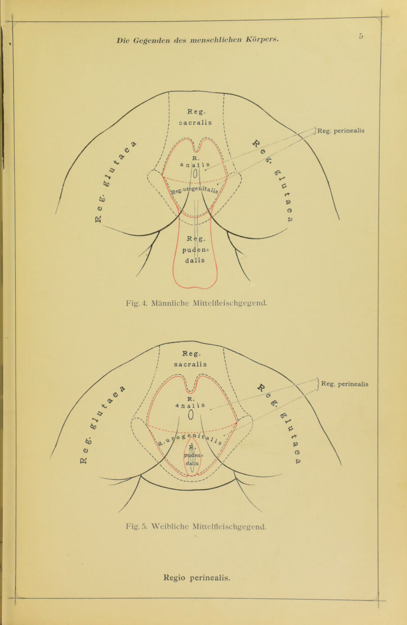 ö )Reg. perinealis Fig. 4. Männliche Mittellieischgegend. Fig. 5. Weibliche Mittelfleischgegend. Regio perinealis.