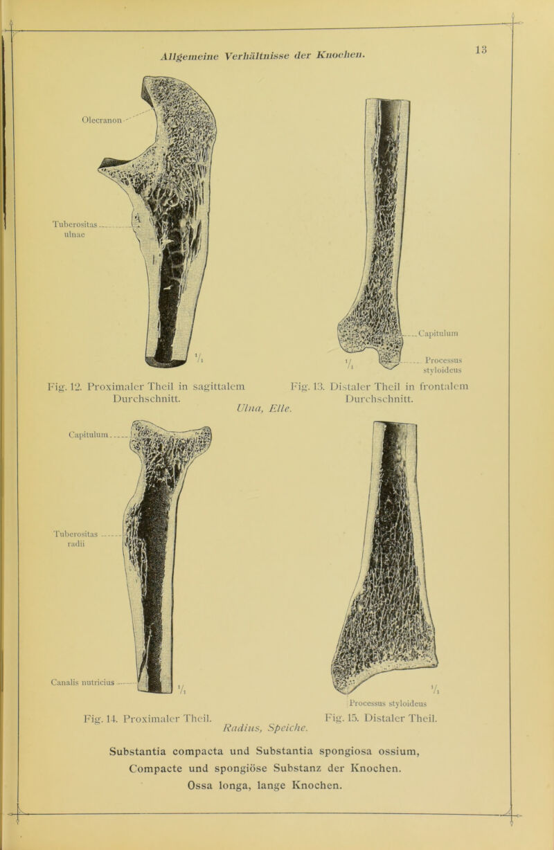 Fig. 12. Proximaler Thcil in Durchschnitt. sagittalem Fig. 13. Ulna, Elle. Distaler Tlieil in frontalem Durchschnitt. Capitulum Tuberositas radii Canalis nutricius — Fig. 14. Proximaler Thcil. Radius, Speiche. Processus styloideus Fig. 15. Distaler Thcil. Substantia compacta und Substantia Spongiosa ossium, Compacte und spongiöse Substanz der Knochen.