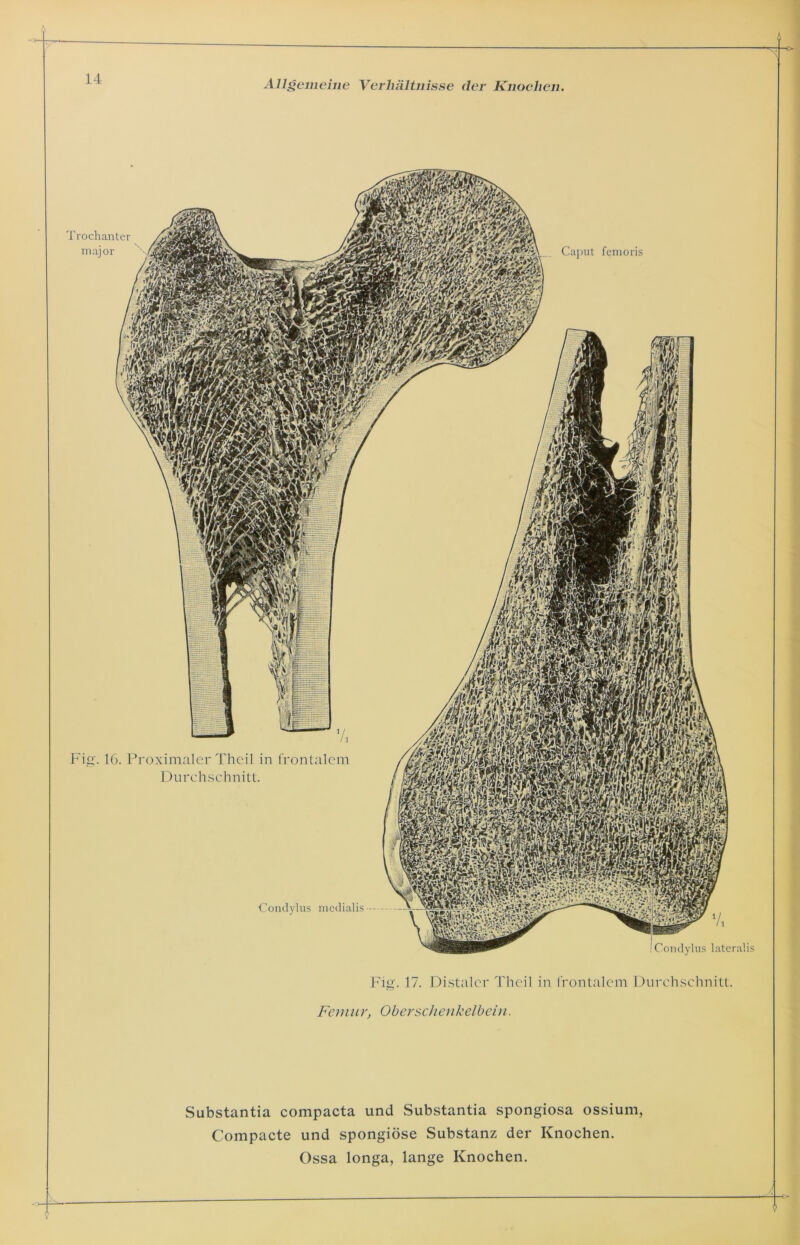 Fig. 17. Distaler Theil in frontalem Durchschnitt. Femur, Oberschenkelbein. Substantia compacta und Substantia Spongiosa ossium, Compacte und spongiöse Substanz der Knochen.