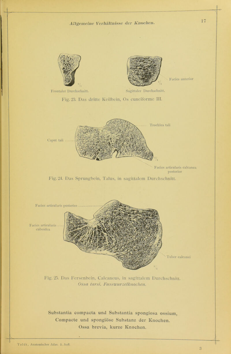 Fig. 23. Das dritte Keilbein, Os cuneiforme III. Facies articularis calcanea posterior Troehlca tali Fig. 24. Das Sprungbein, Talus, in sagittalcm Durchschnitt. Fig. 25. Das Fersenbein, Calcaneus, in sagittalcm Durchschnitt. Ossa tarsi, Fusswurzelknochcn. Substantia compacta und Substantia spongiosa ossium, Compacte und spongiöse Substanz der Knochen. Ossa brevia, kurze Knochen. ^ .  Toldt, Anatomischer Atlas. 3. Aufl. 3