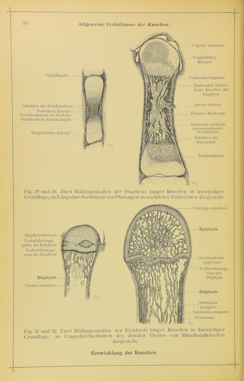 Gelenkspalte Schichten des Perichondrium Verkalkter Knorpel (Verkalkungspunkt der Diaphysis) Perichondrale Knochenrinde Vorgebildeter Knorpel Capsula articnlaris Vorgebildeter Knorpel Verknöcherungszone r,,. Enchondral entstan- dener Knochen der Diaphysis Arteria nutricia - Primärer Markraum Perichondrium Substantia corticalis (periostaler Knochen der Diaphysis) Schichten des Periosteum Fig. 29 und 30. Zwei Bildungsstadien der Diaphysis langer Knochen in knorpeliger Grundlage, an Längsdurchschnitten von Phalangen menschlicher Embryonen dargestellt. Epiphysenknorpel # V erknöcherungs- punkt der Epiphysis V erknöcherungs- . zone der Diaphysis Diaphysis Cavum medulläre — Cartilago articularis — Epiphysis Synchondrosis epiphyseos Verknöcherungs- zone der Diaphysis Diaphysis Substantia spongiosa Substantia compacta Periosteum Fig. 31 und 32. Zwei Bildungsstadien der Epiphysis langer Knochen in knorpeliger Grundlage, an Längsdurchschnitten des distalen Theiles von Mittelhandknochen dargestellt.