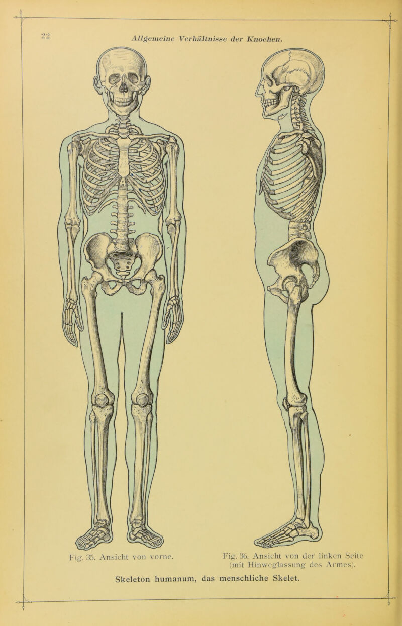 Fig. 35. Ansicht von vorne. Skeleton humanum, das menschliche Skelet. Fig. 36. Ansicht von der linken Seite (mit Hinweglassung des Armes).